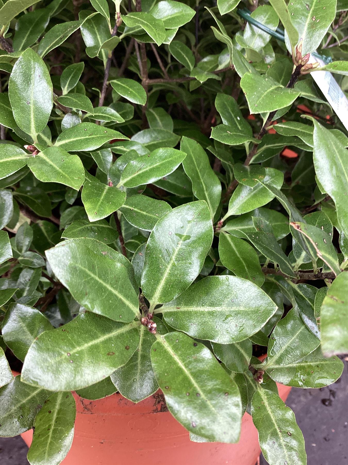 Pittosporum tenuifolium 'Golf Ball' - 30cm - 7lt