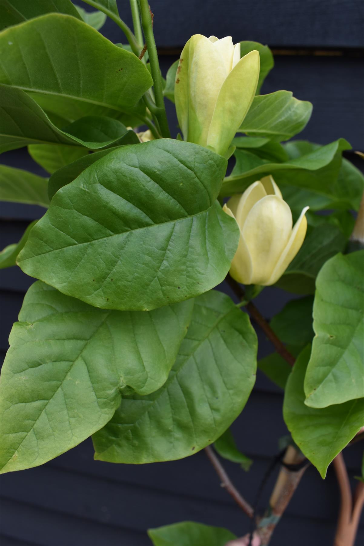 Magnolia Yellow Bird - 140-180cm, 10lt