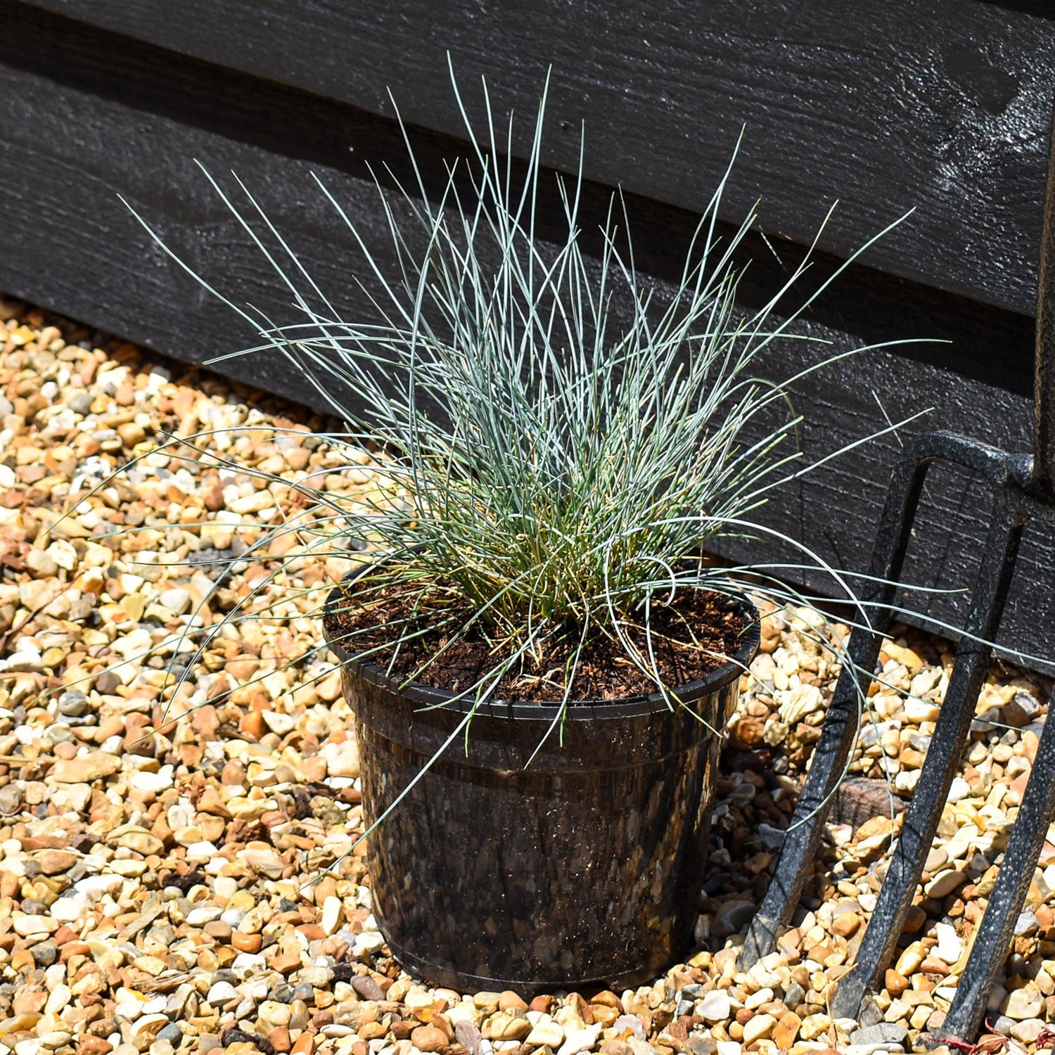Festuca Glauca 'Intense Blue' - 20-25cm, 3lt