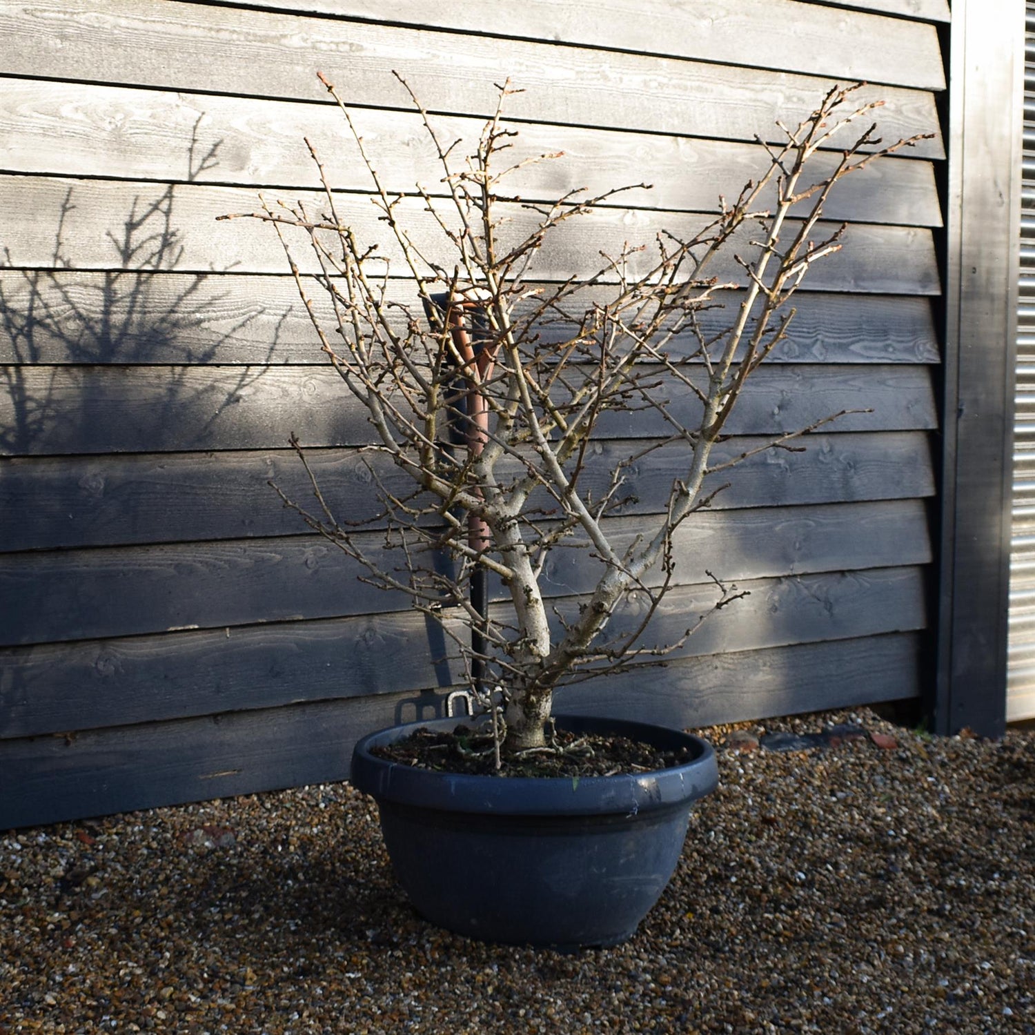 Ginkgo biloba 'Troll' | Maidenhair Tree - Bushy - Bowl - Height 100-110cm - 50lt