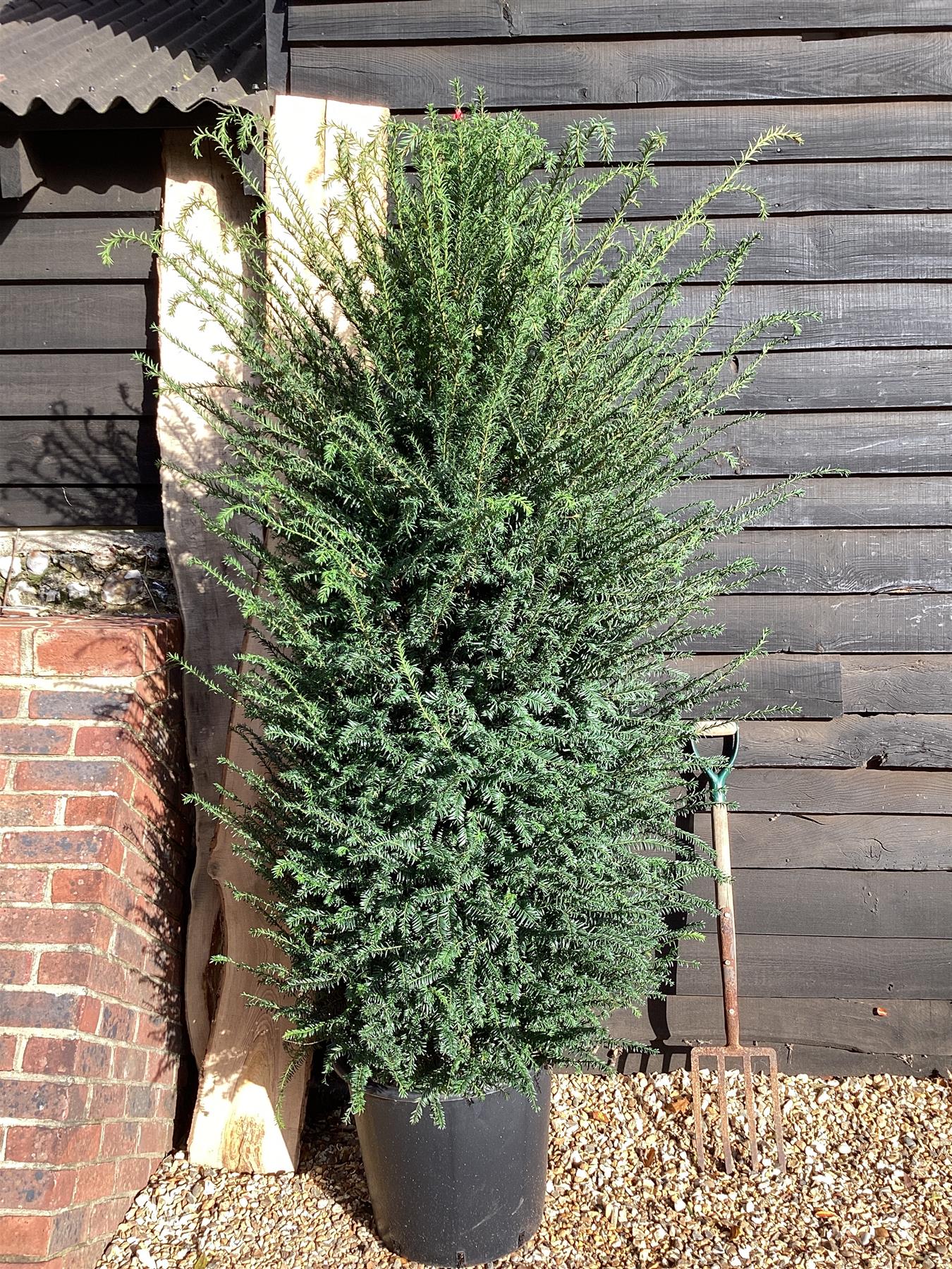 Taxus baccata - 200-220cm - 50lt