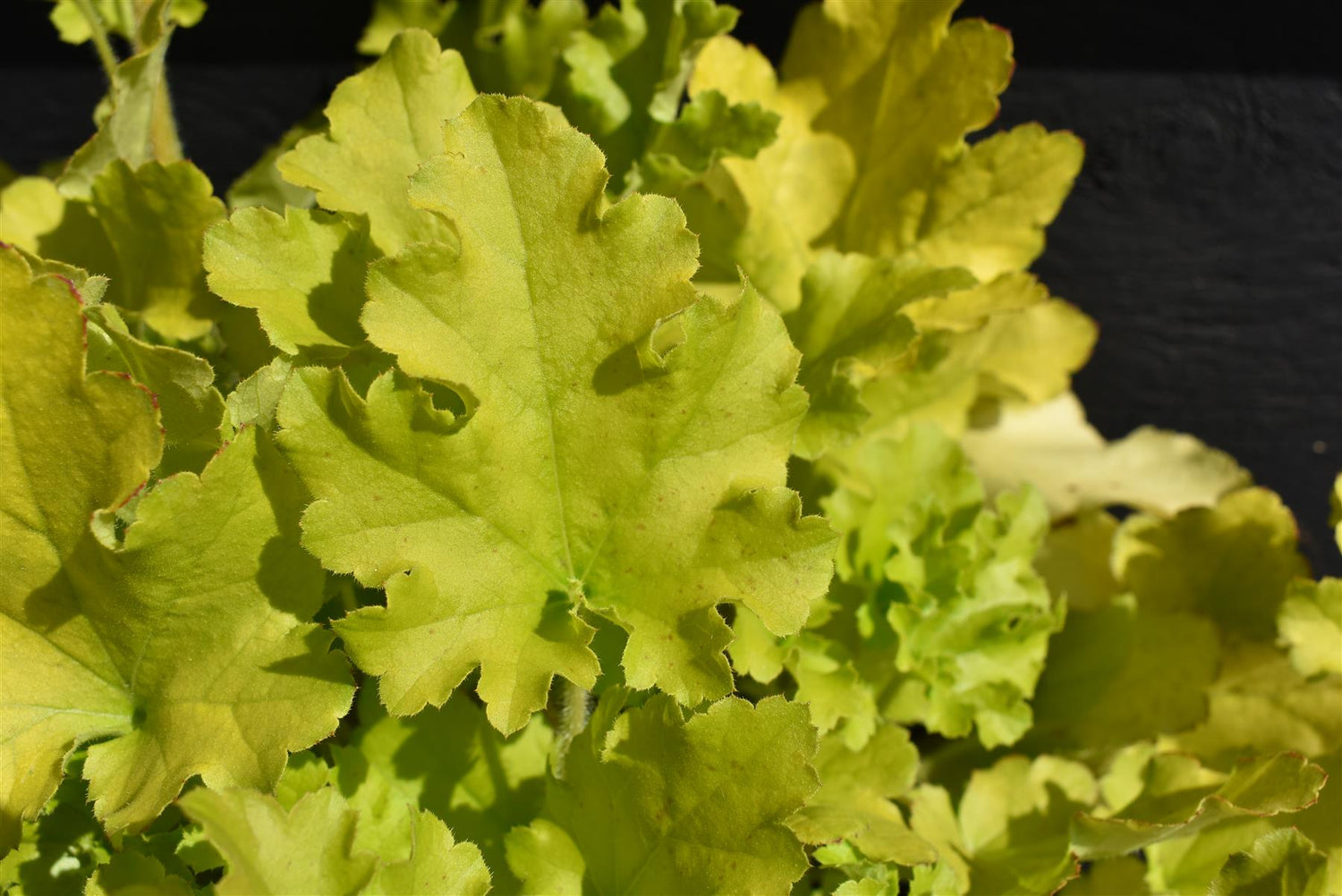 Heuchera 'Lime Marmalade' - 20-30cm, 5lt