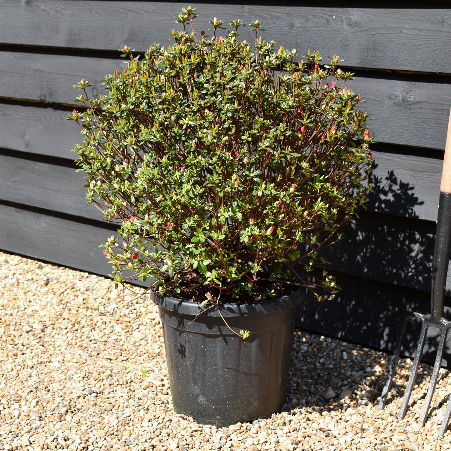 Azalea Japonica 'Stewartstonian' - 75cm - Bushy - 15lt