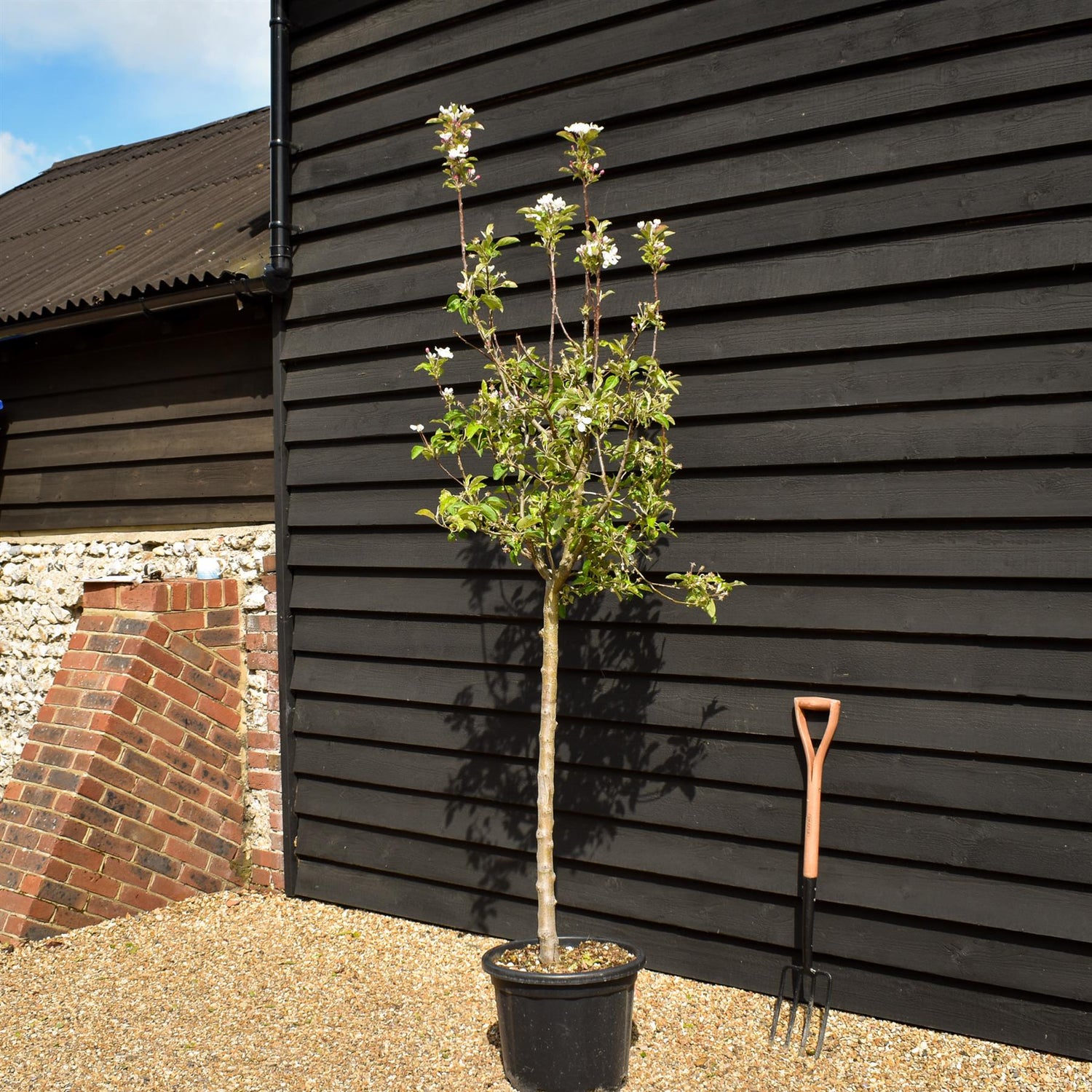 Apple tree 'Golden Delicious' | Malus Domestica - Clear Stem 100cm - Height 200-230cm - Girth 14-16cm - 30lt