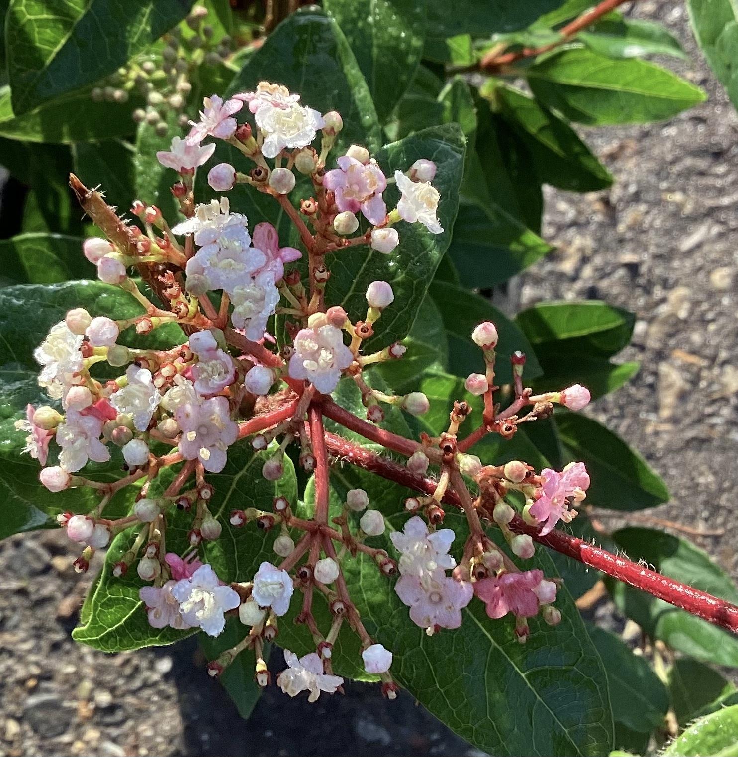 Viburnum tinus Eve Price - 20lt