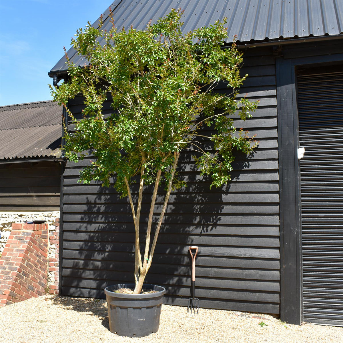 Lagerstroemia Indica | Crape myrtle - Mature Tree - 380-400cm - 180lt