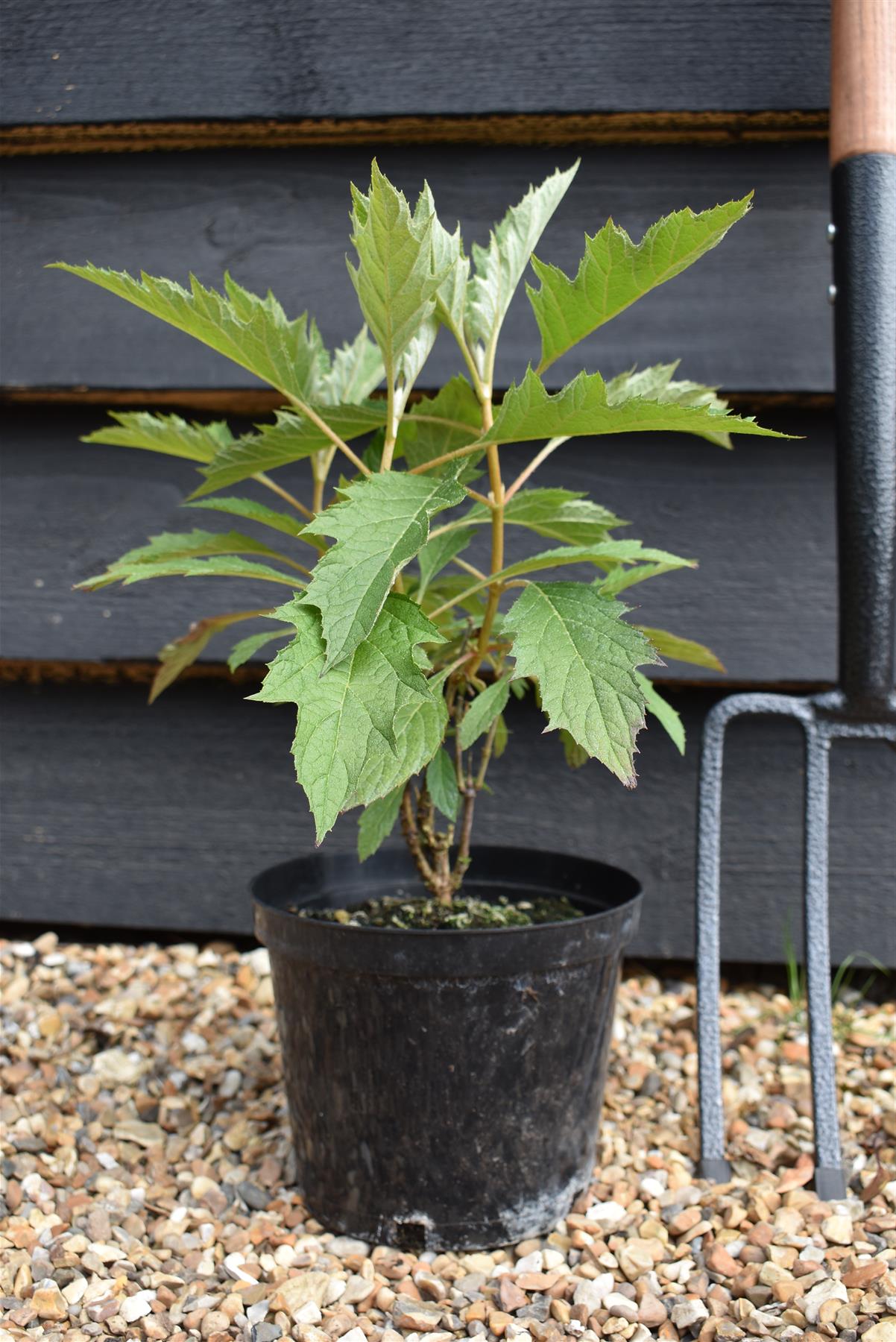 Hydrangea quercifolia Ice Crystal | Oak-leaved hydrangea - 3lt