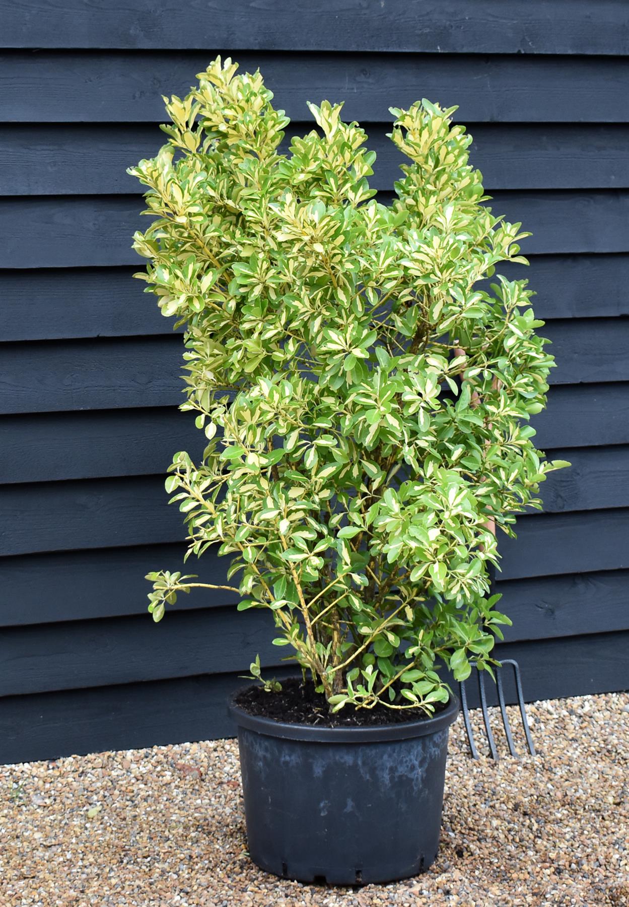 Euonymous japonica Gold Queen - Height 110-130cm - 40lt