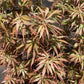 Acer palmatum 'Jerre Schwartz' | Japanese maple 'Jerre Schwartz' - Bushy - 100-150cm - 20lt