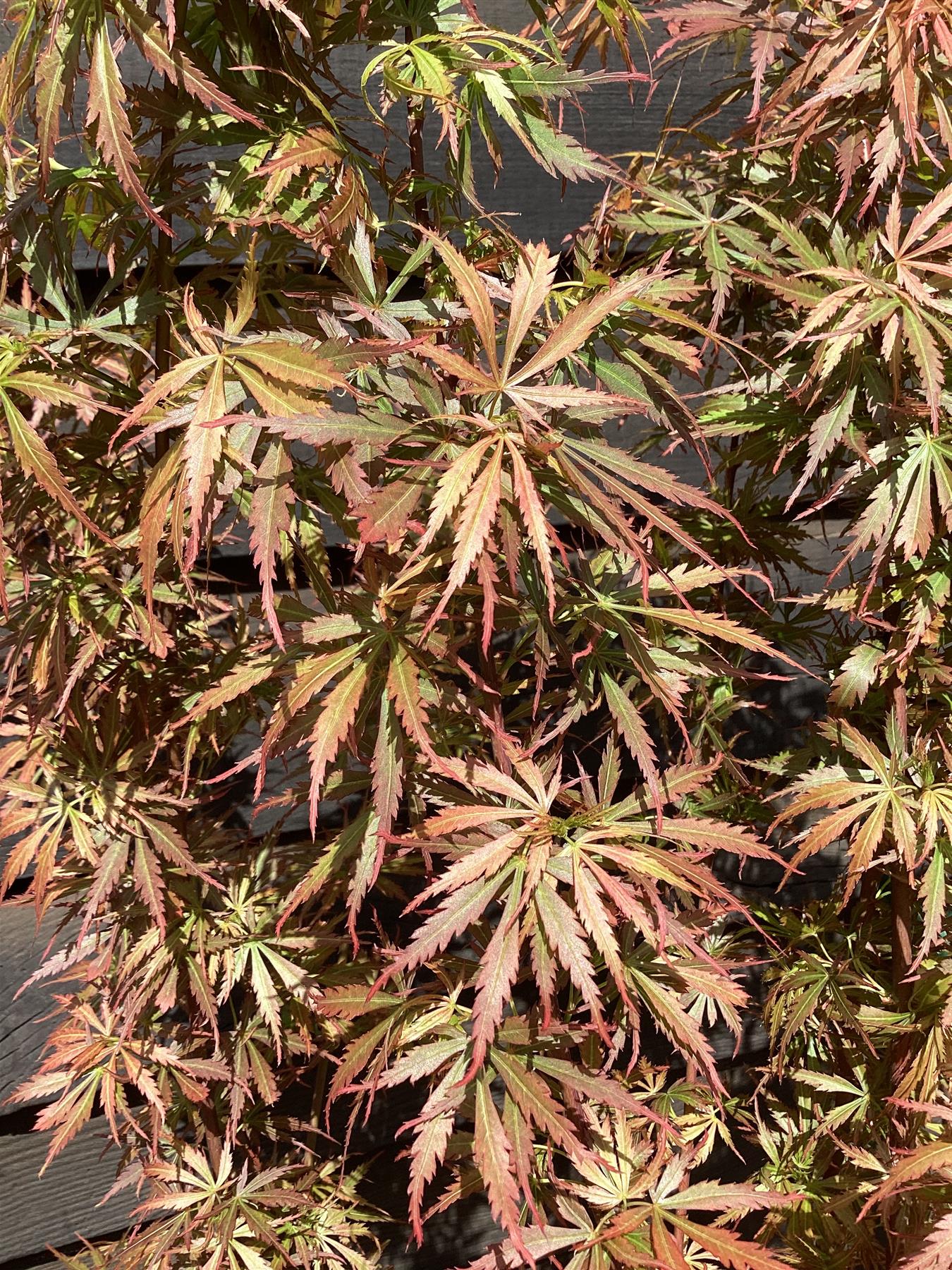 Acer palmatum 'Jerre Schwartz' | Japanese maple 'Jerre Schwartz' - Bushy - 100-150cm - 20lt
