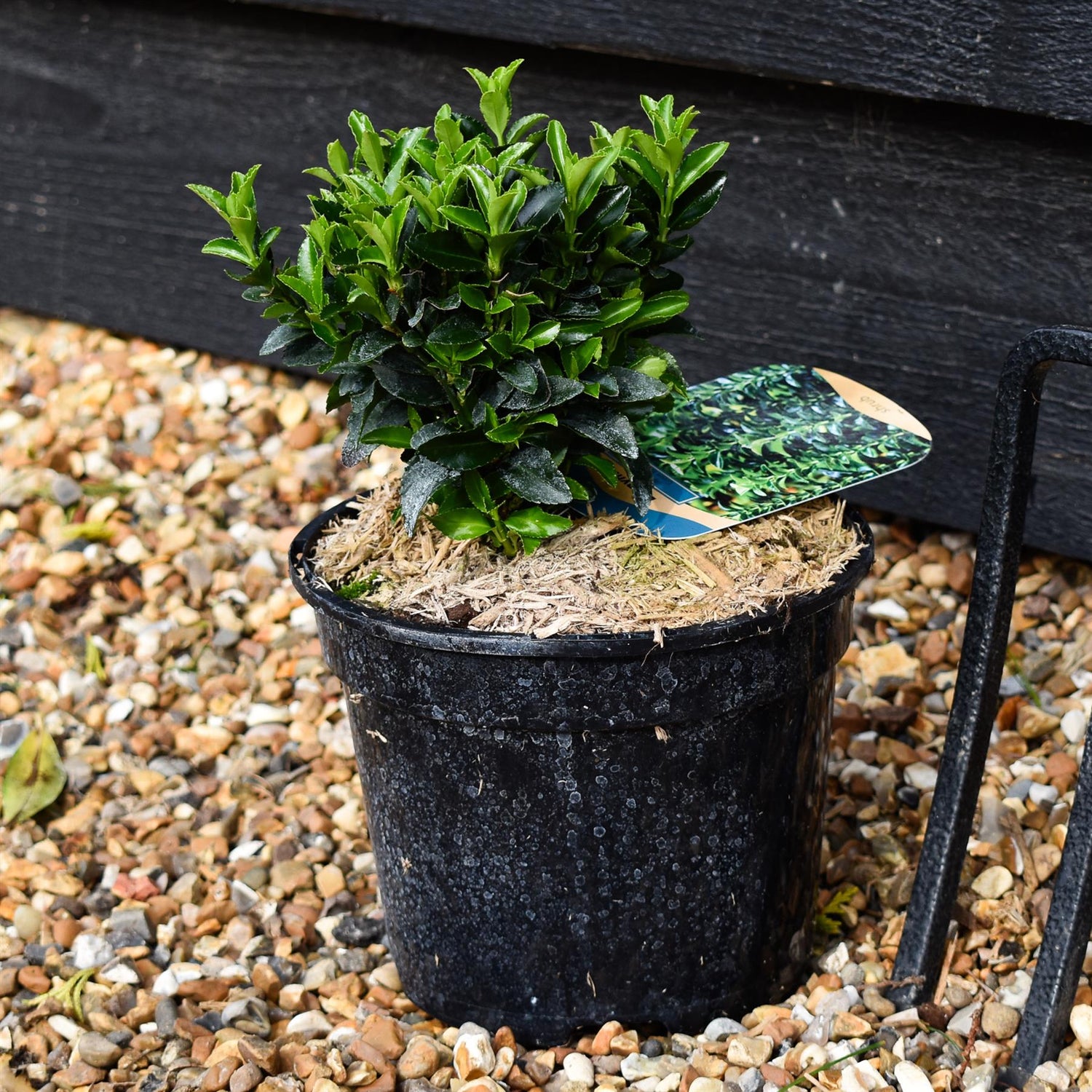 Euonymus japonicus 'Green Rocket' - Height 20-25cm - 2lt