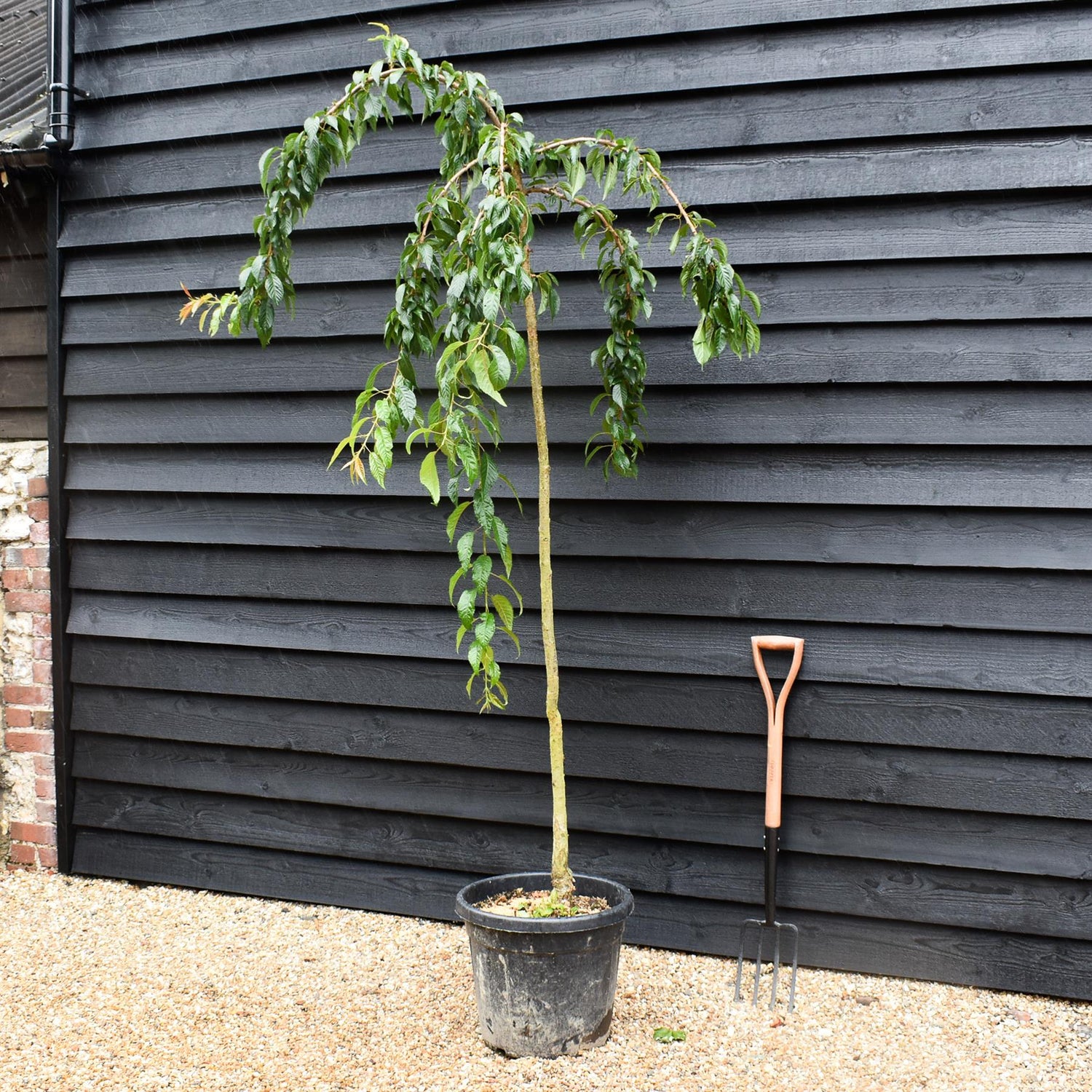 Japanese Weeping  cherry Sakura | Prunus 'Kiku-shidare-zakura' - Height 220-280cm - Girth 6-8m - 40lt