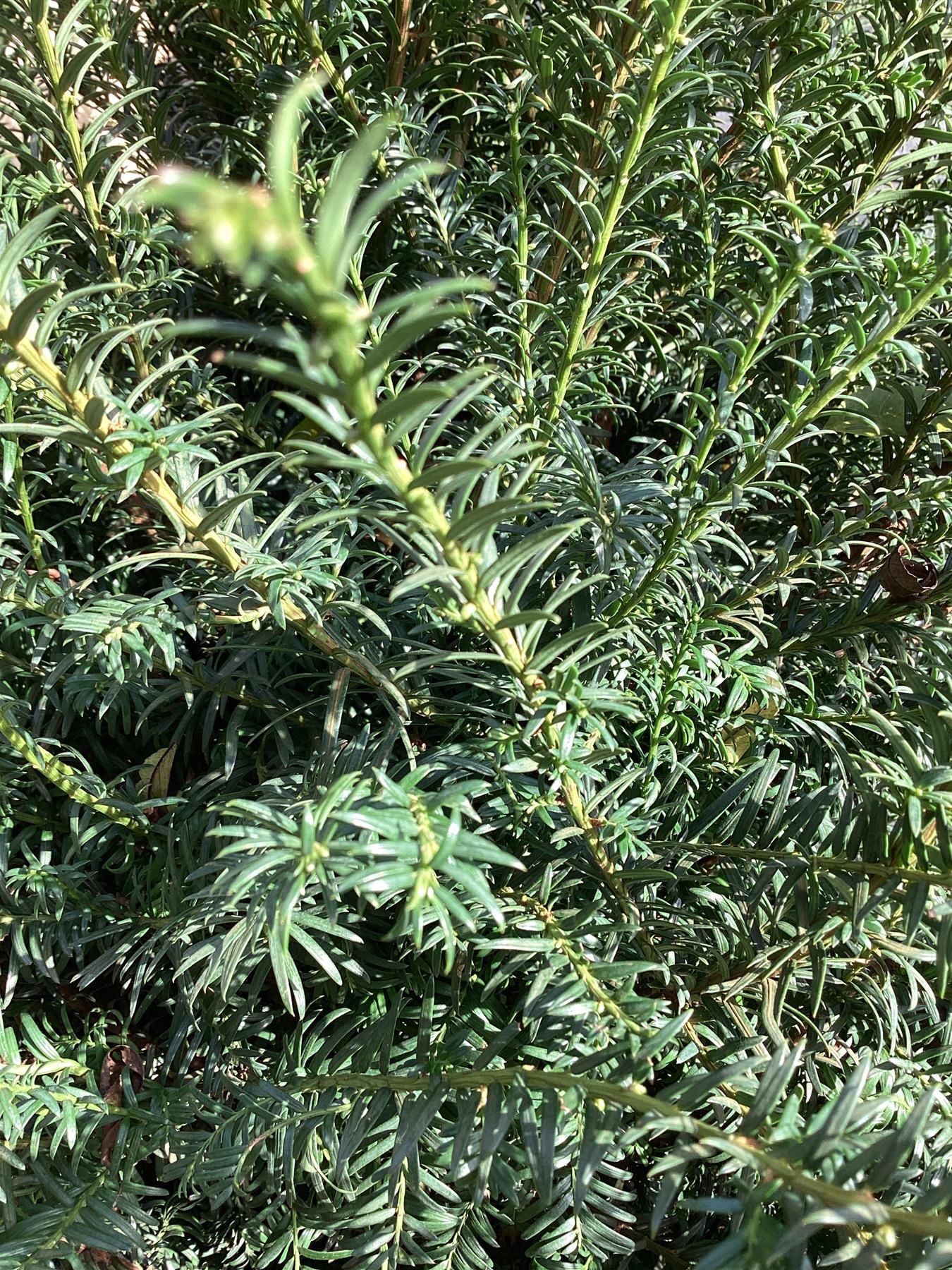 Taxus baccata - 200-220cm - 50lt