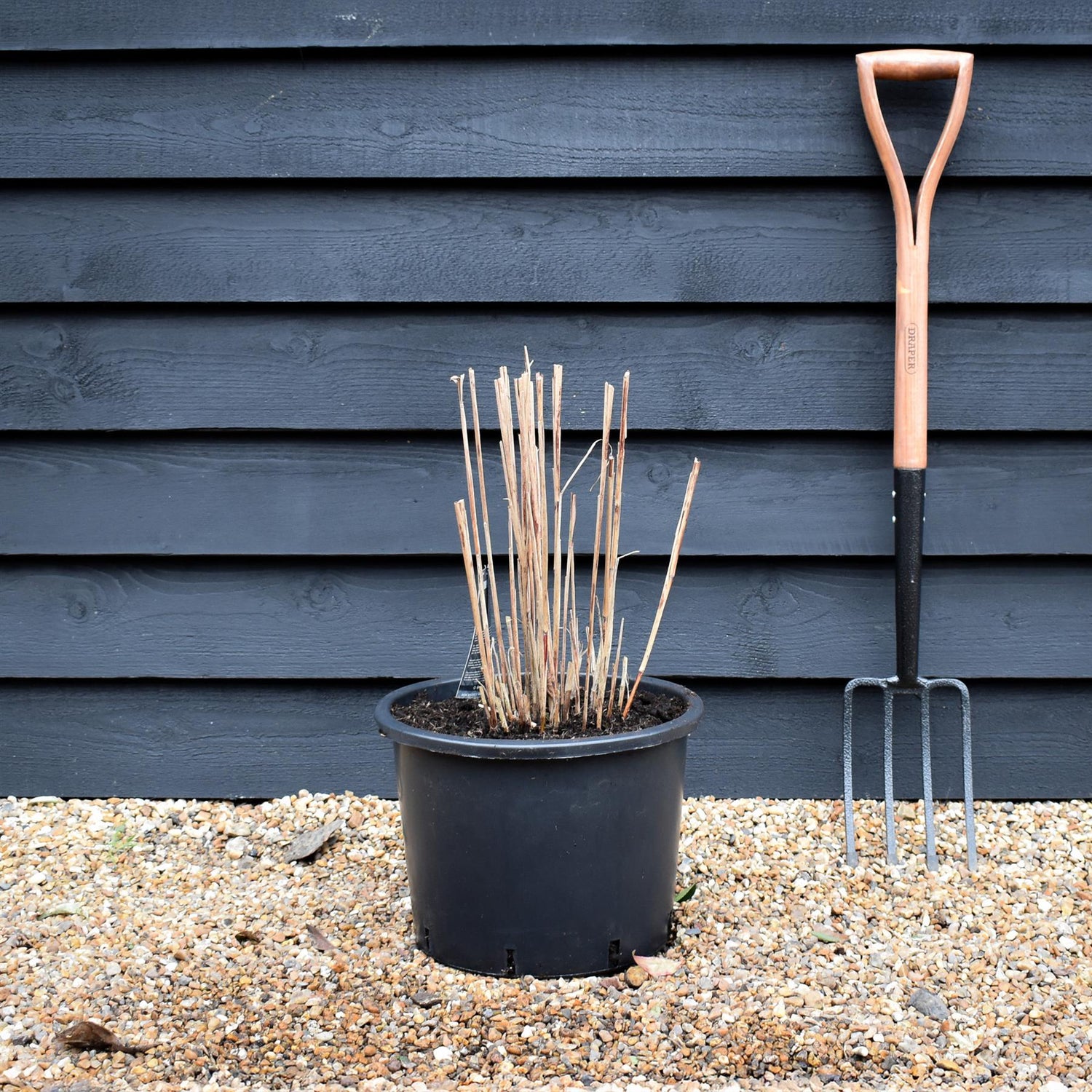 Miscanthus sinensis 'Strictus' | Eulalia 'Strictus' - 20lt