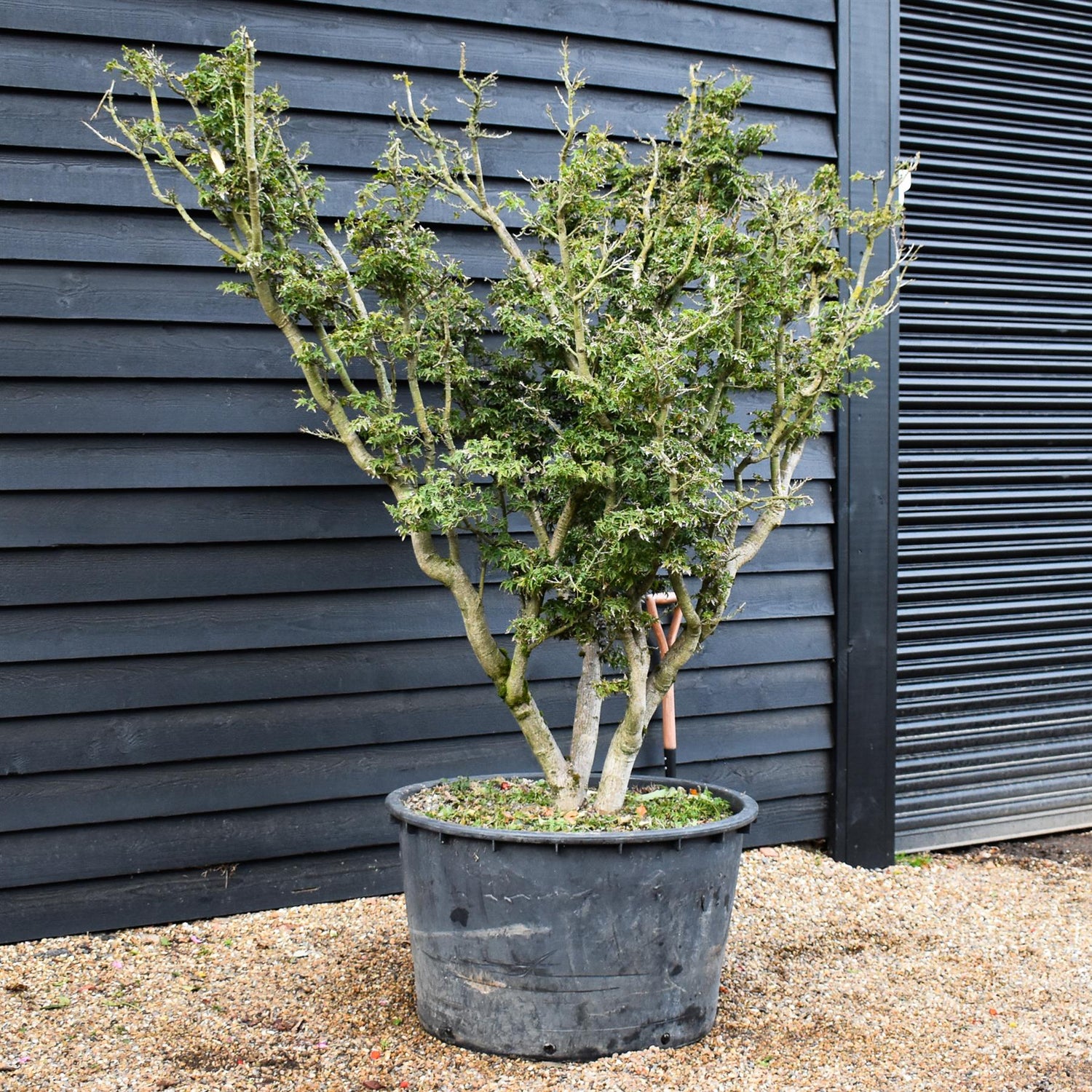 Acer palmatum 'Crispifolium' -  Specimen Tree - Height 200-230cm - 375lt