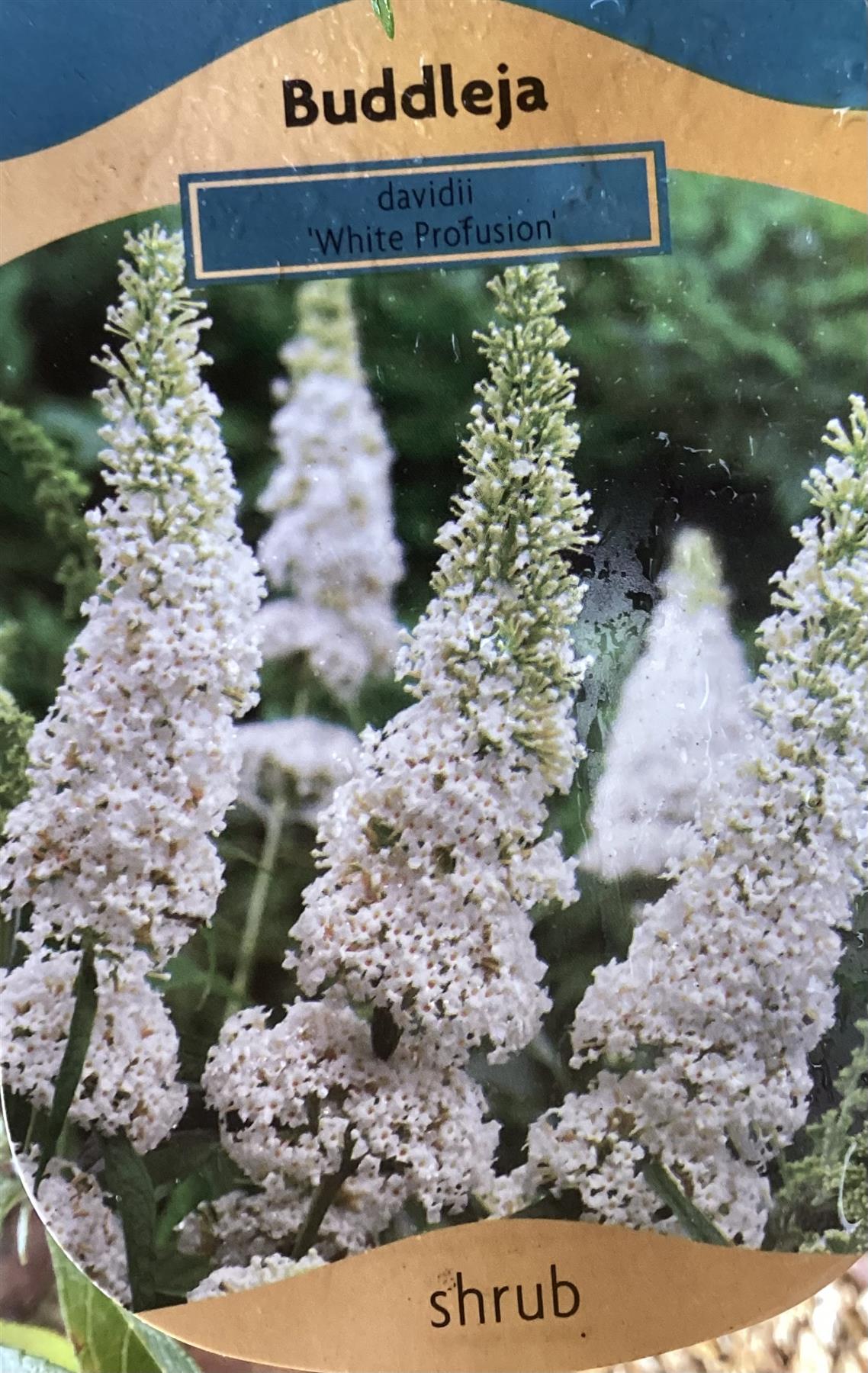 Buddleja White Profusion | Butterfly Bush - 10-30cm, 2lt