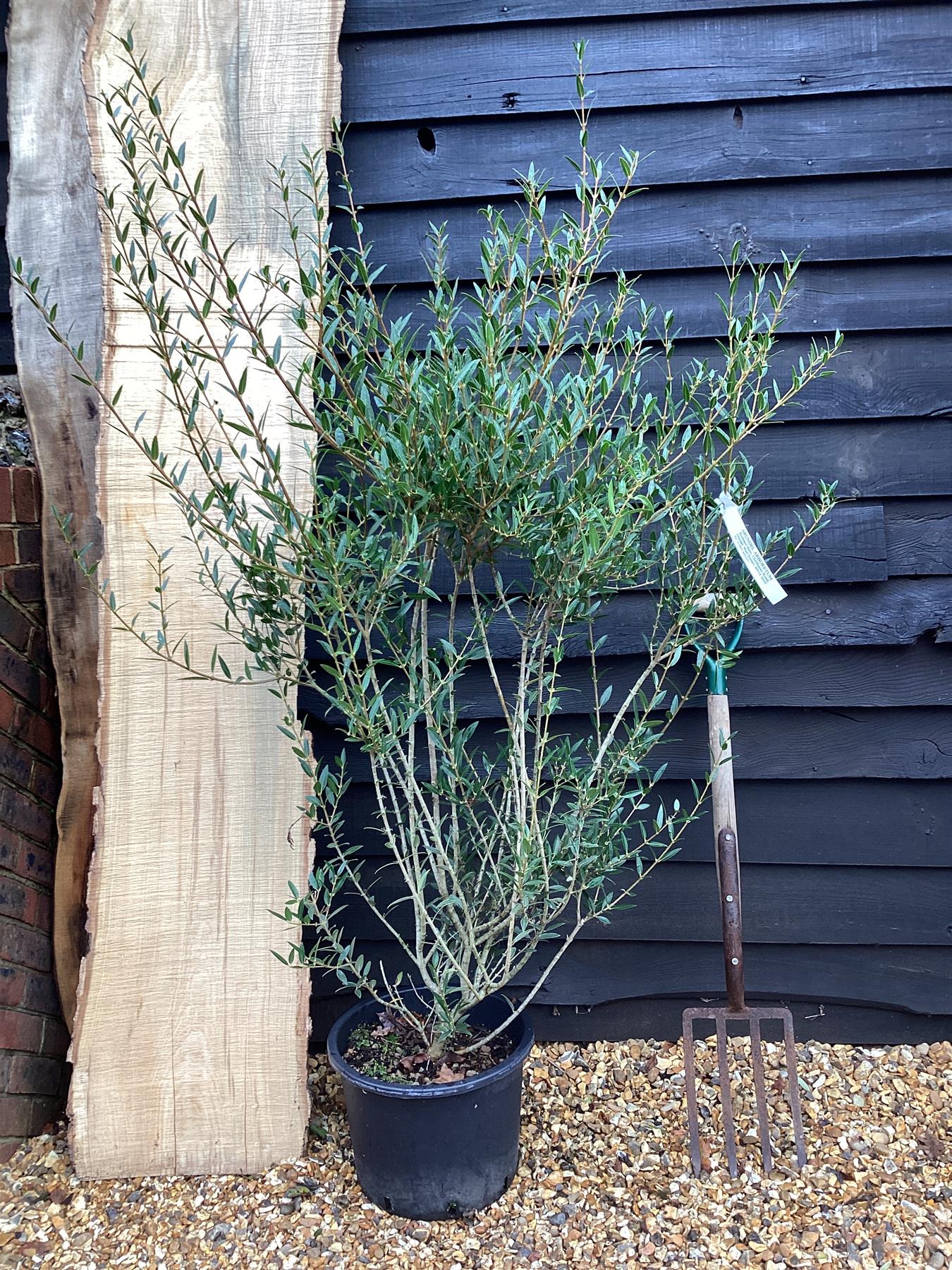 Phillyrea Angustifolia | Narrow-Leaved Mock Privet  - 100-150cm, 20lt
