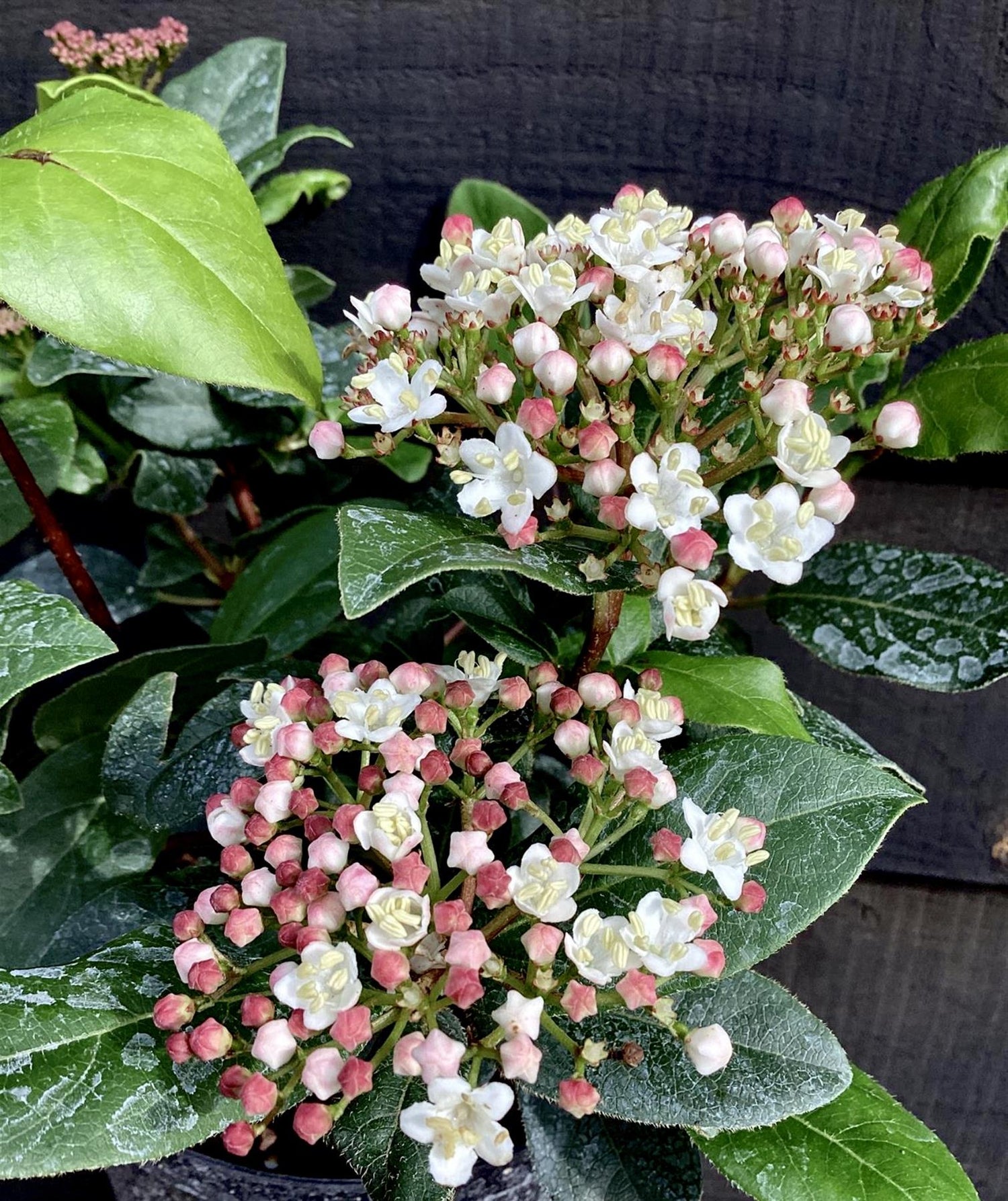 Viburnum tinus 'Gwenllian' - 40-60cm, 5lt