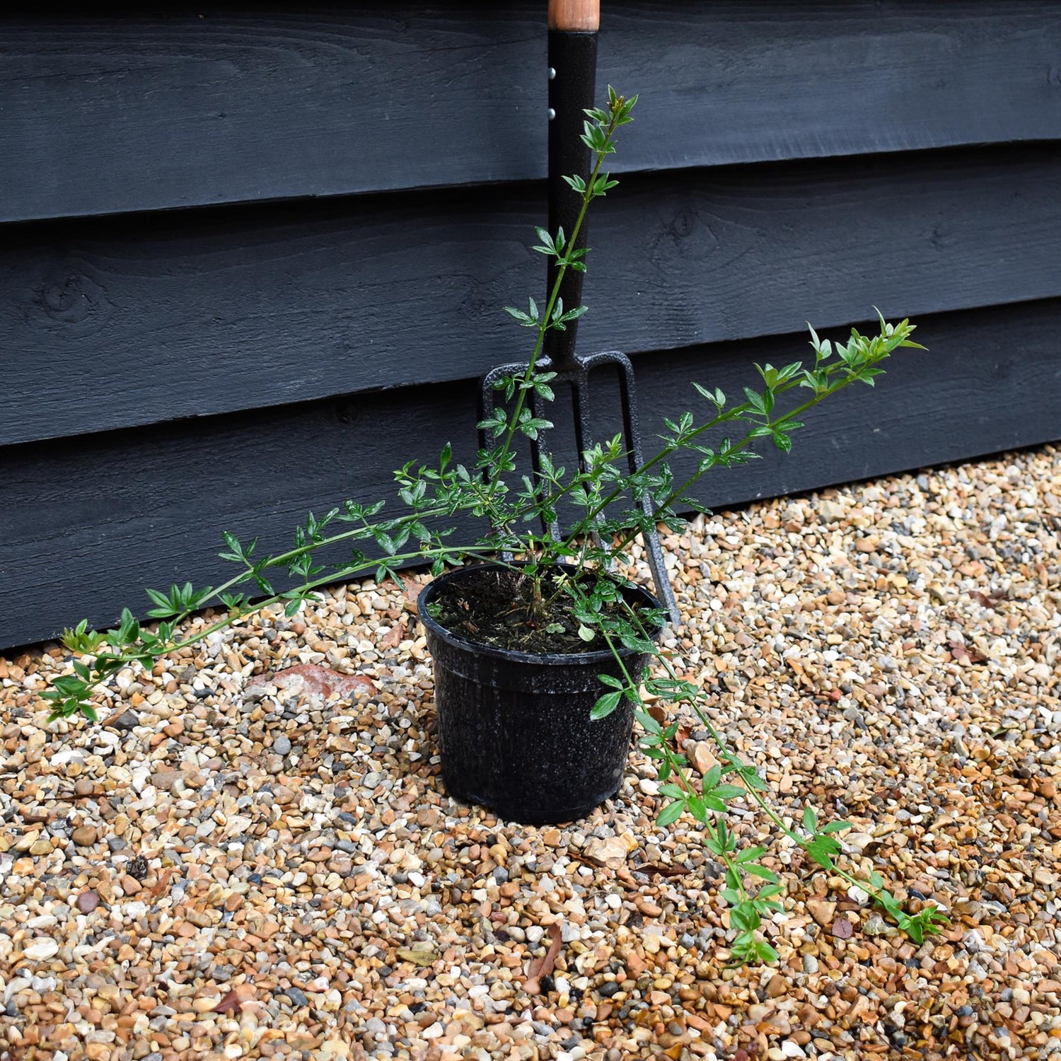 Jasminum nudiflorum - Height 15-35cm - Climber - 2lt