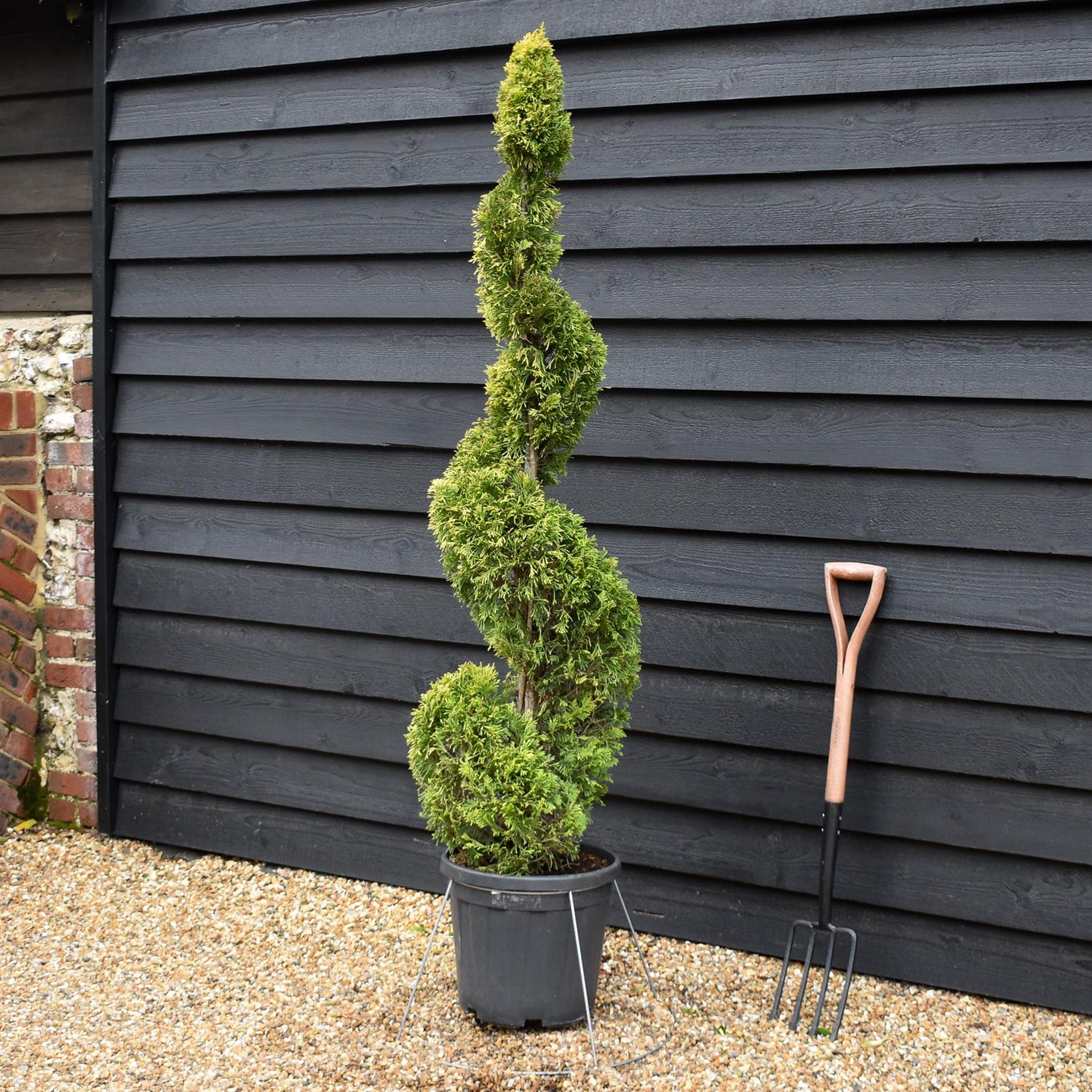 Cuprocyparis leylandii 'Gold Rider' - Spiral - 110-120cm, 25lt