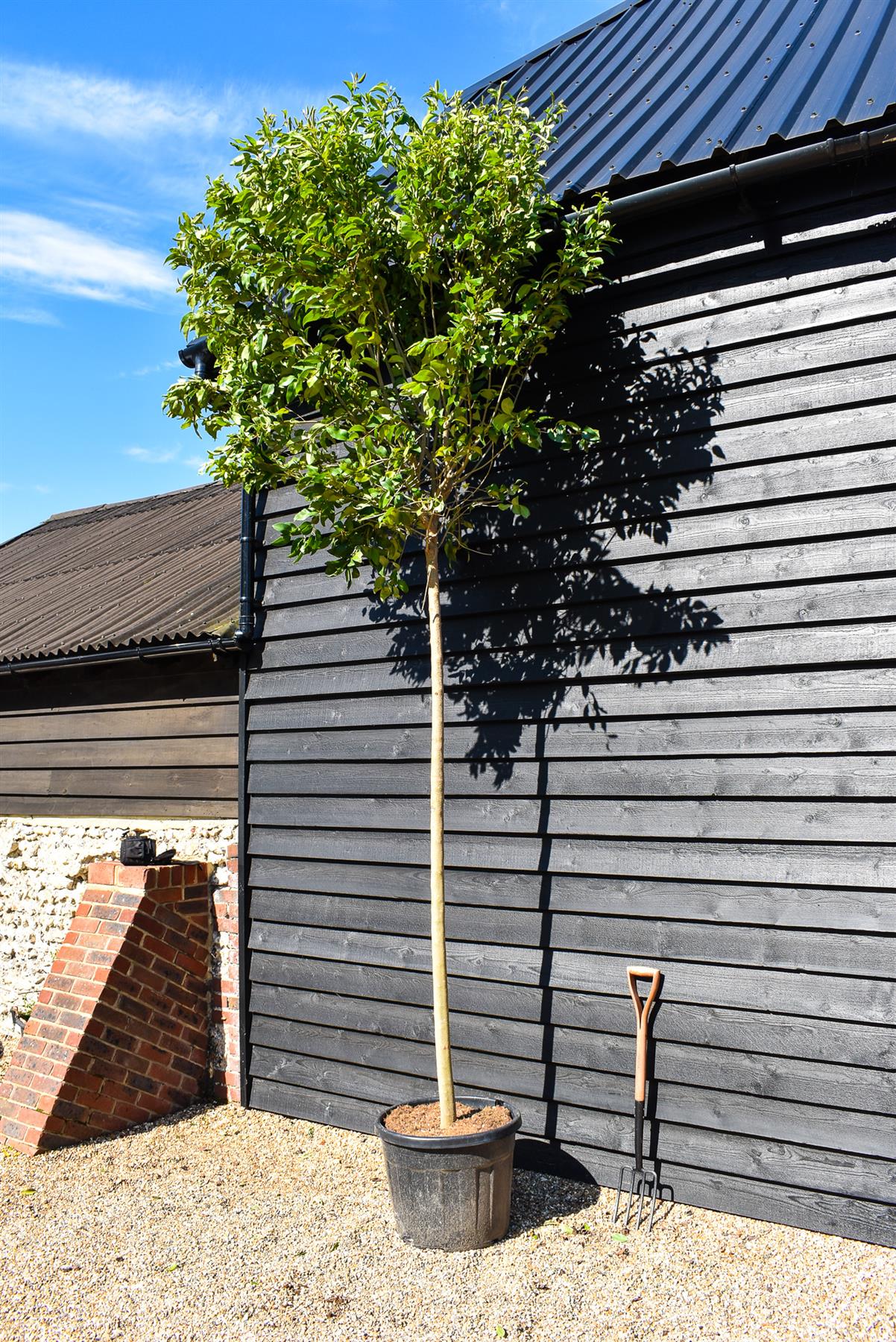 Japanese Privet  Tree | Ligustrum japonicum | - Clear Stem 180cm - Girth 14-16cm - Height - 280-320cm - 70lt