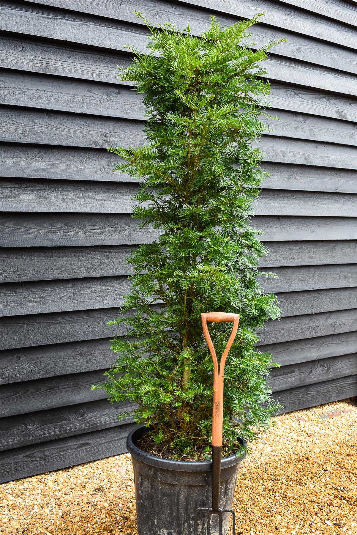 Taxus baccata | Yew - Bushy - Height 180-220cm - 50-70lt