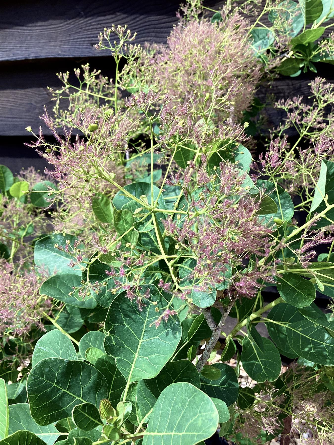 Cotinus coggy. Young Lady | Smoke Tree 'Young Lady' - 50-100cm, 5lt