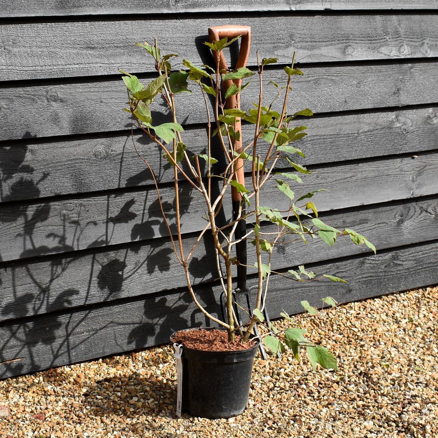 Viburnum Opulus | Snowball Bush - Height 80-100cm -10lt