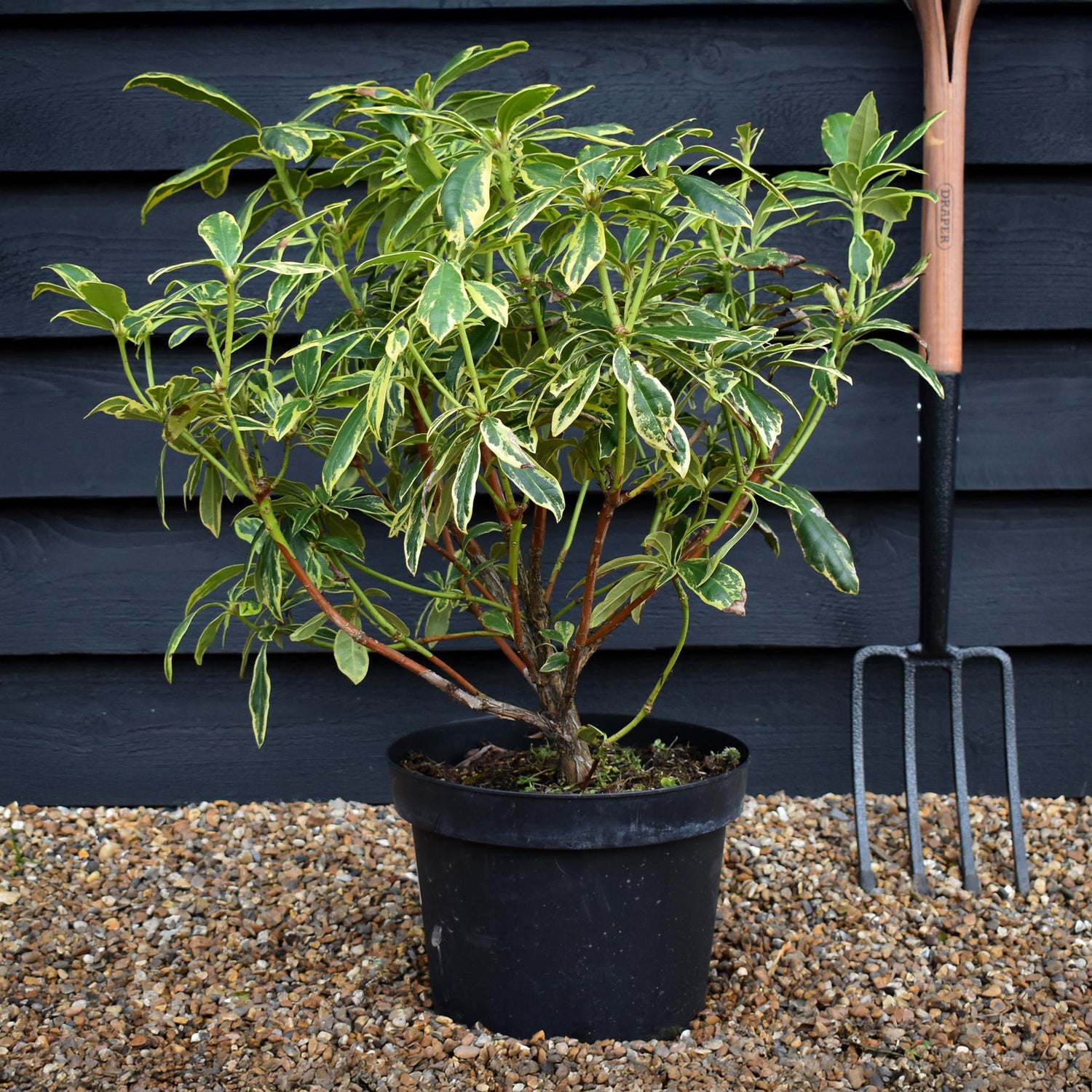 Rhododendron 'Golden Green Gift' - Shrub - Height 60-70cm - 20lt