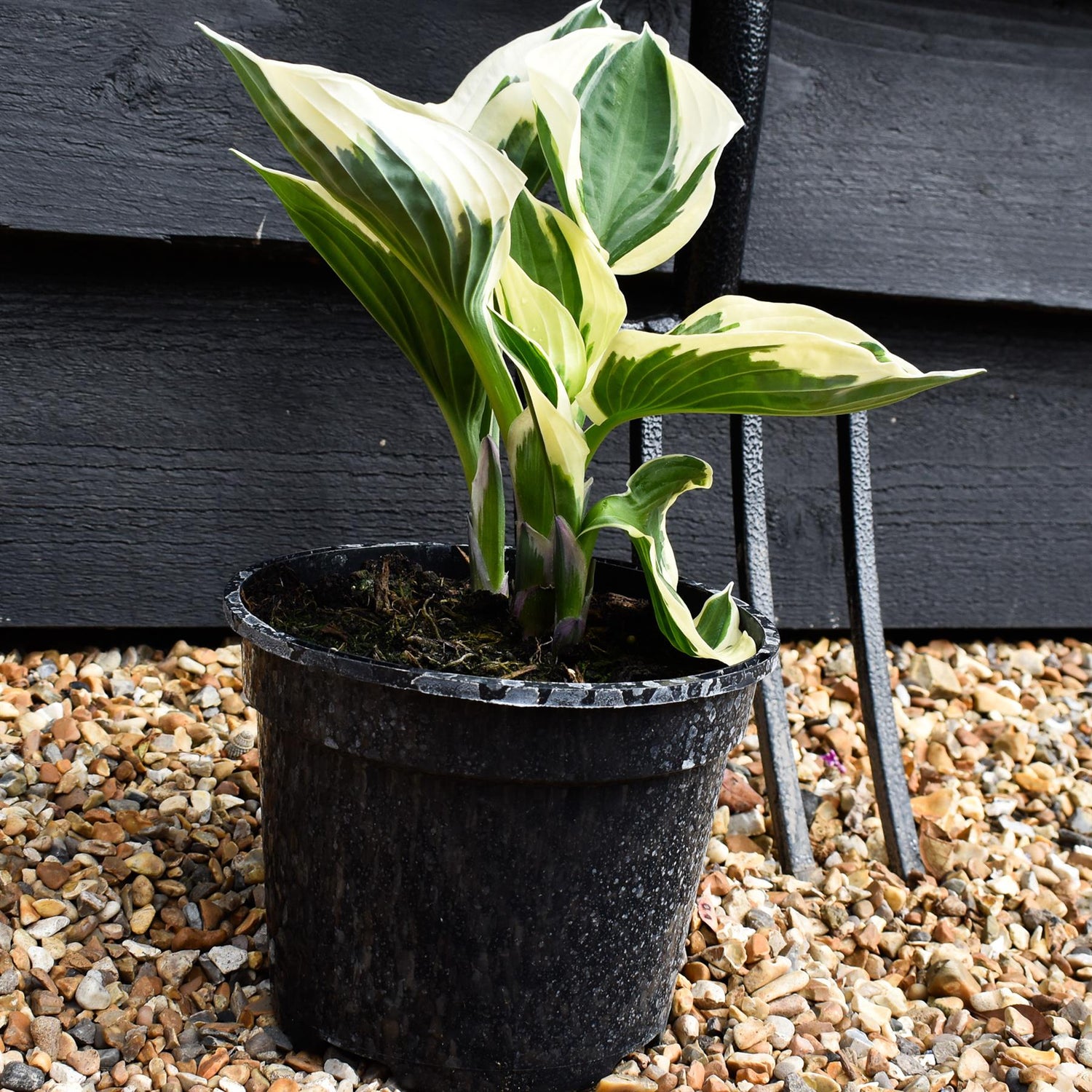 Hosta ' Minuteman' - Height 20-30cm - Perennial - Shrub - 2lt