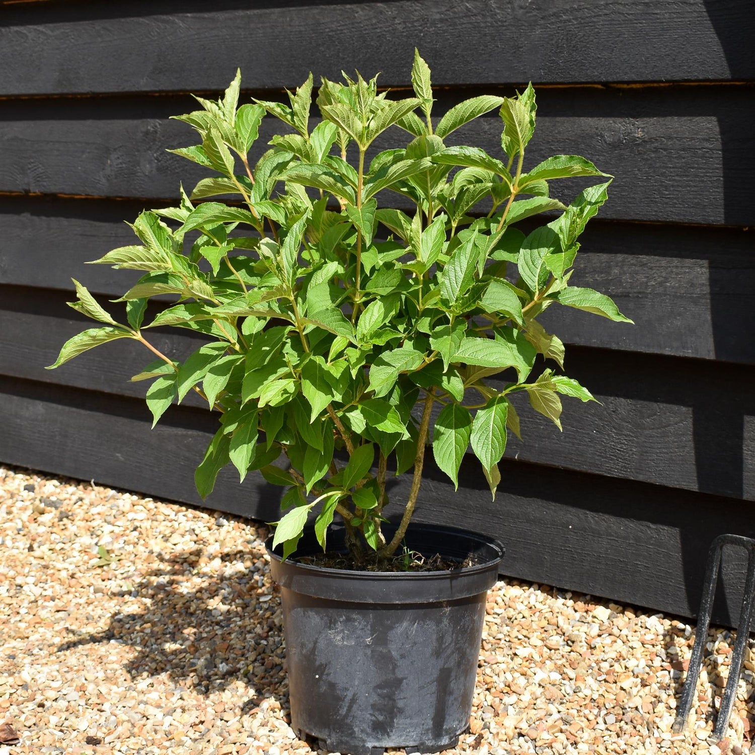 Weigela Rubidor | Rubidor Weigela - Height 25-35cm - 7.5lt