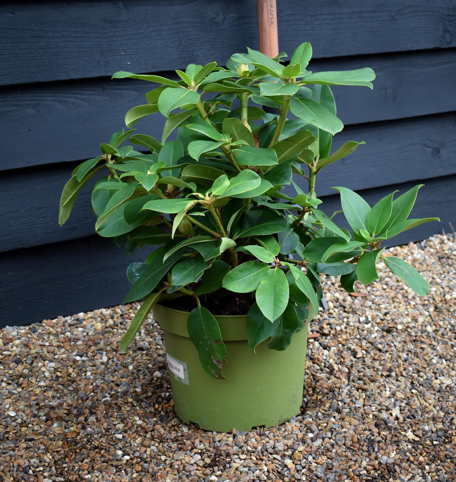 Rhododendron 'Germania' - Shrub - Height 50-60cm - 20lt