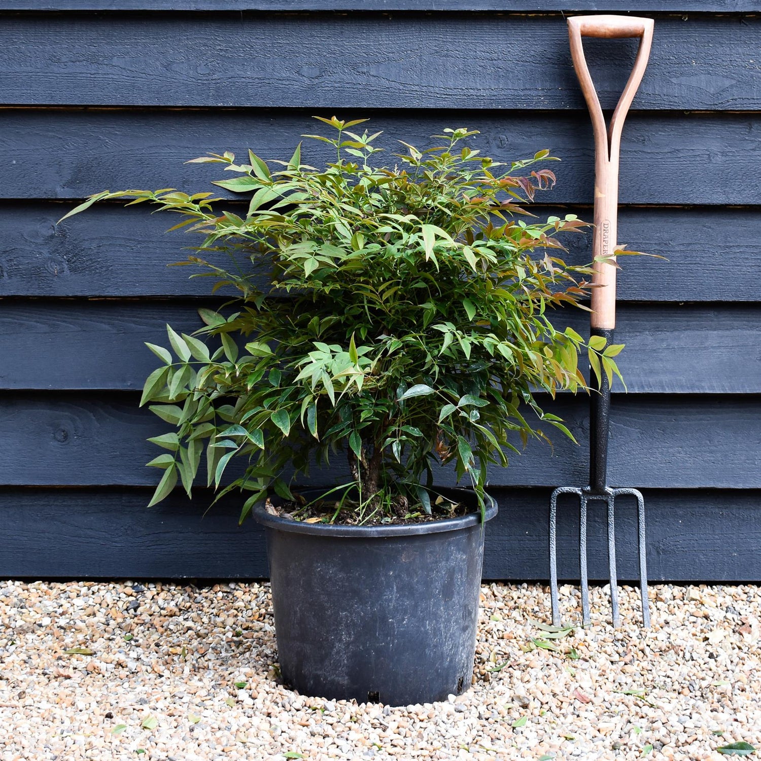 Nandina domestica Obsessed 'Heavenly Bamboo' - Height 50-70cm - 20lt