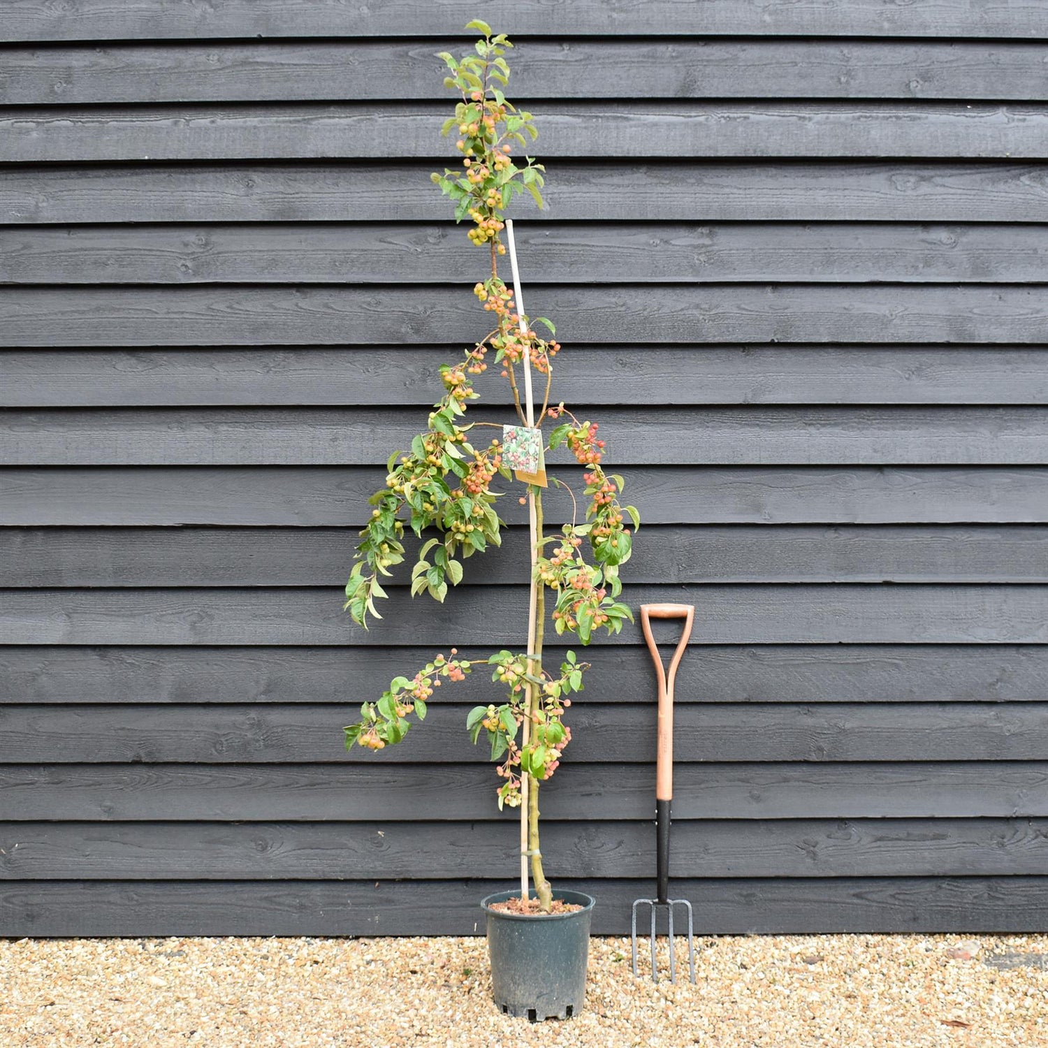 Malus 'Evereste' | Crab Apple Tree, Clear Stem - Height 160-200cm - 10lt