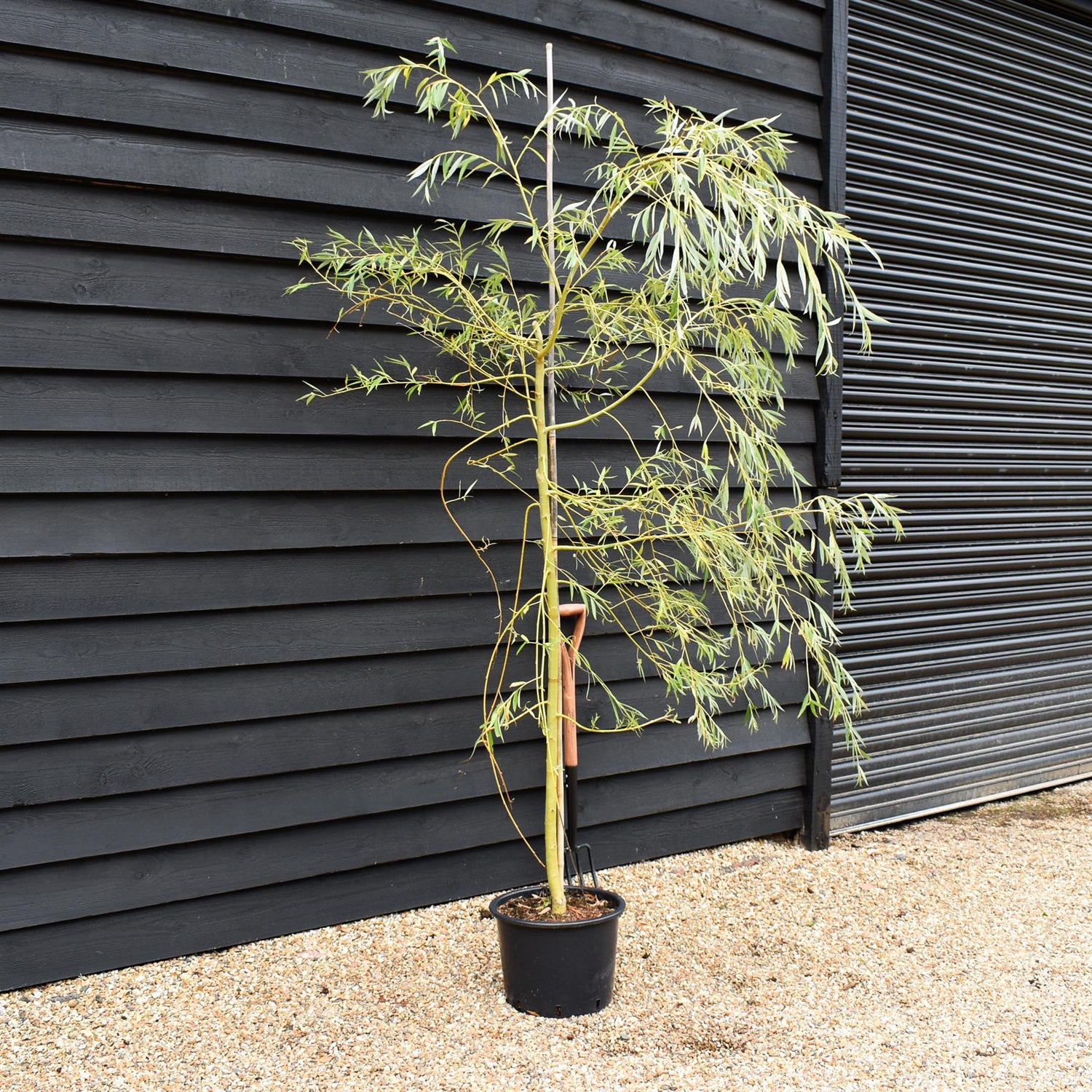 Salix Sepulcralis var. chrysocoma | Golden Weeping Willow  - Height 210-250cm - 20lt