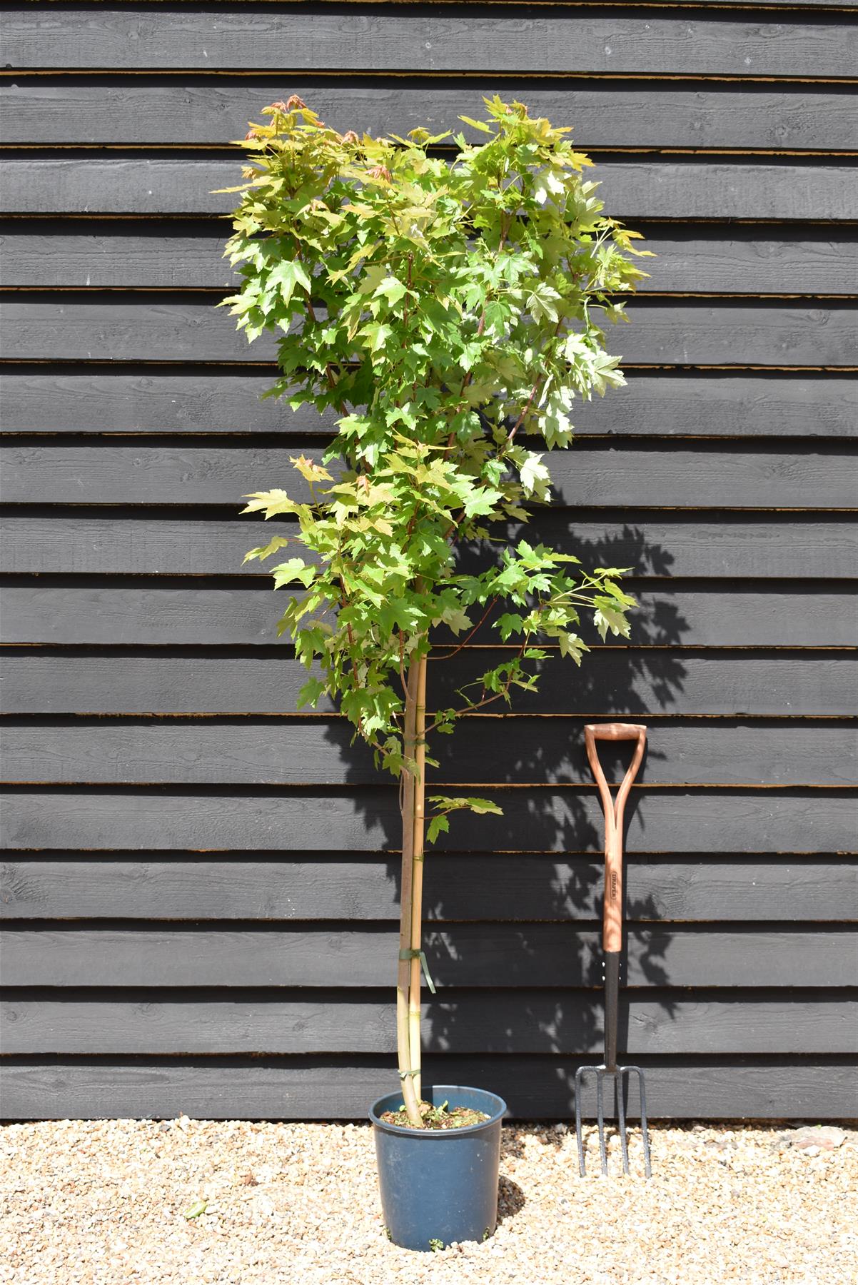 Acer Rubrum Redpointe Maple | Redpointe Red Maple 1/2 std Clear Stem - 150-180cm, 10lt