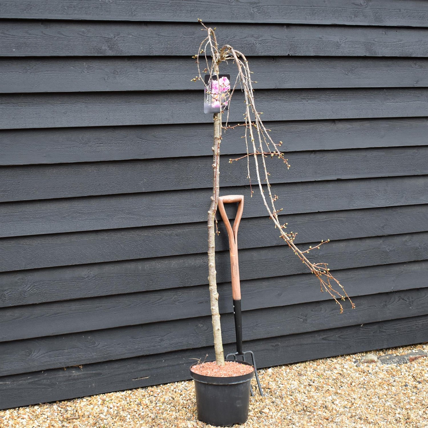 Prunus 'Kiku-shidare-zakura' | Weeping Oriental Cherry - Clear Stem 120cm - Girth 6-8cm - Height 150-200cm - 10lt