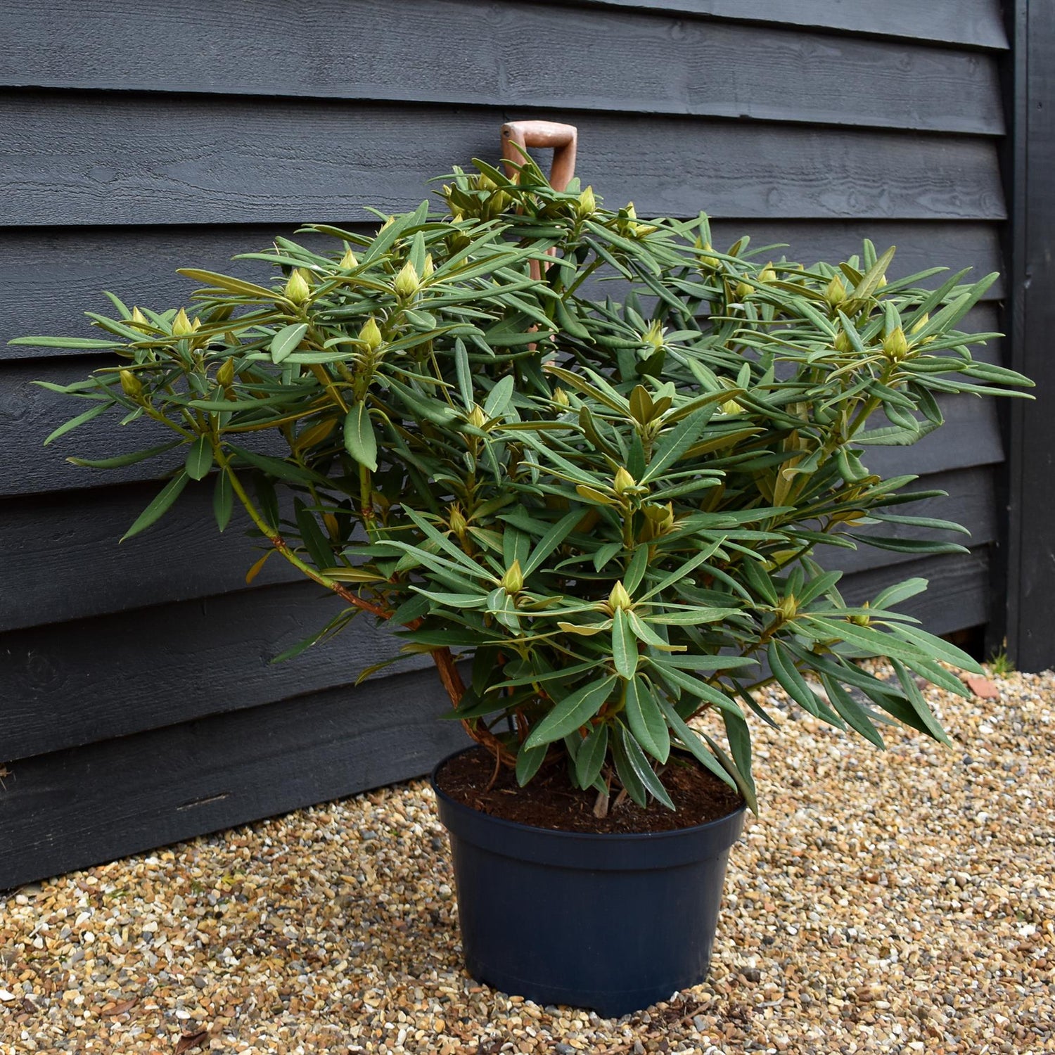 Rhododendron 'Ana' - Shrub - Height 65-75cm - Width 80-90cm - 15lt