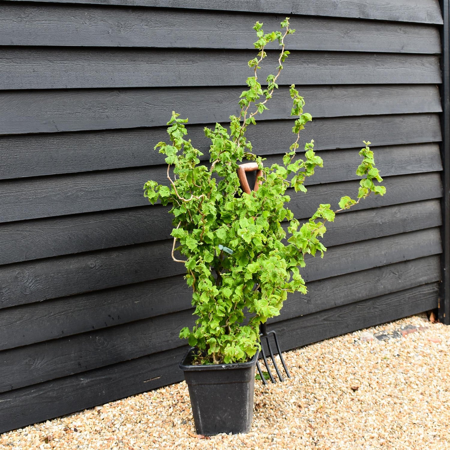 Corylus avellana 'Twister' | Corkscrew Hazel -Shrub - Height 150-160cm - 15lt