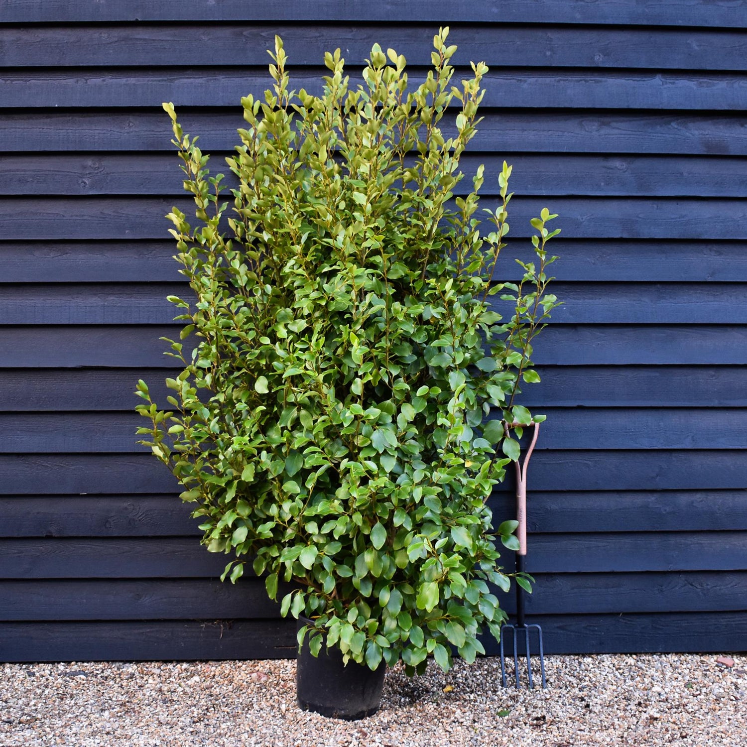 Griselinia littoralis - Height 180-200cm 25lt