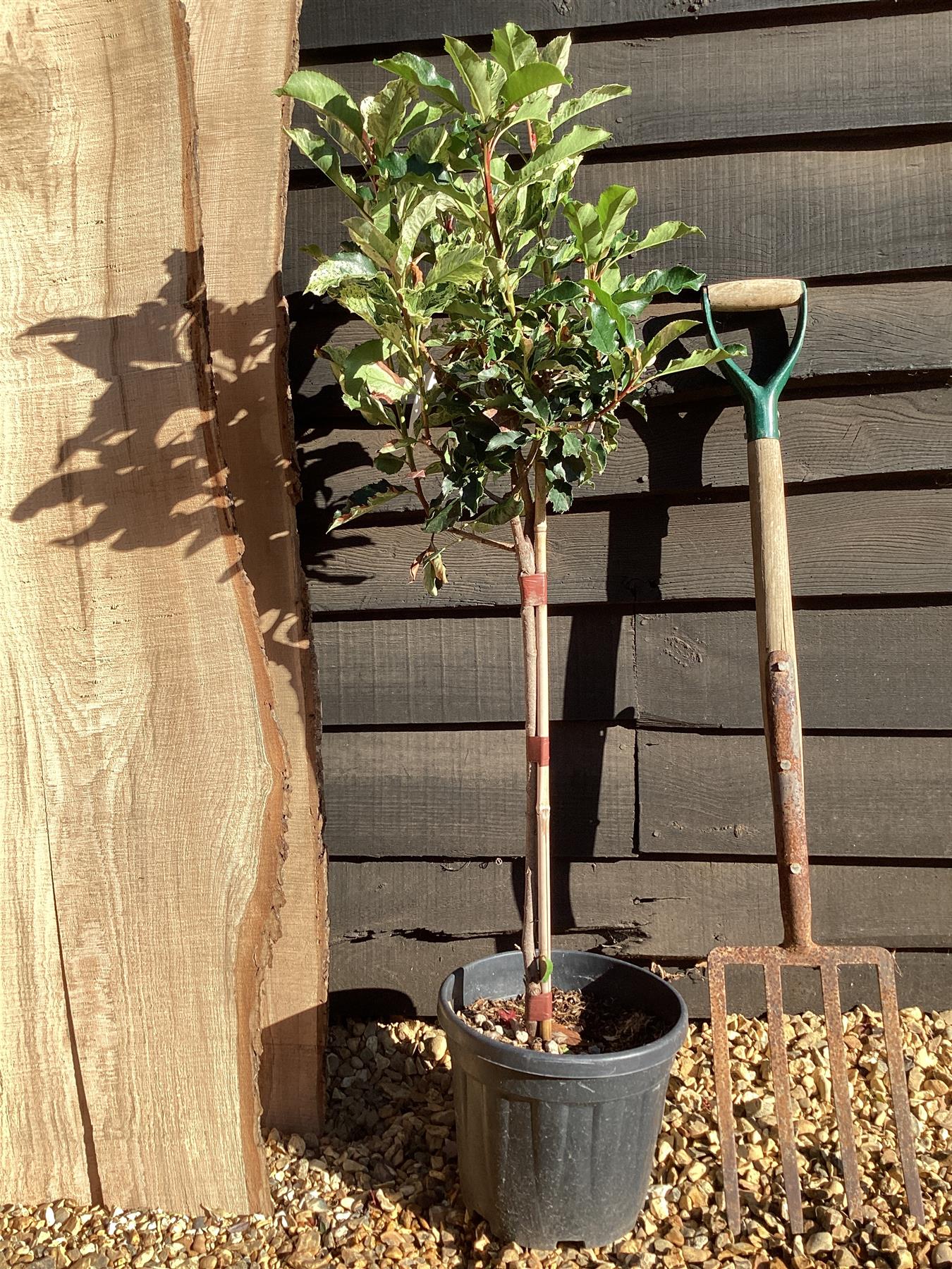 Photinia serratifolia Pink Crispy | Chinese Hawthorn ‘Pink Crispy’ - 1/4 Std - 100-110cm, 9lt