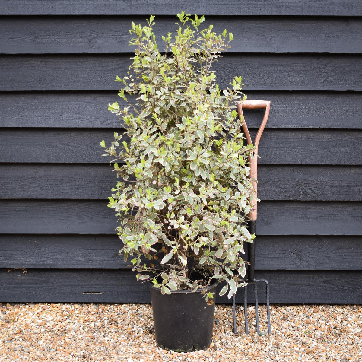 Pittosporum tenuifolium 'Elizabeth' - Height 110-120cm - 12lt
