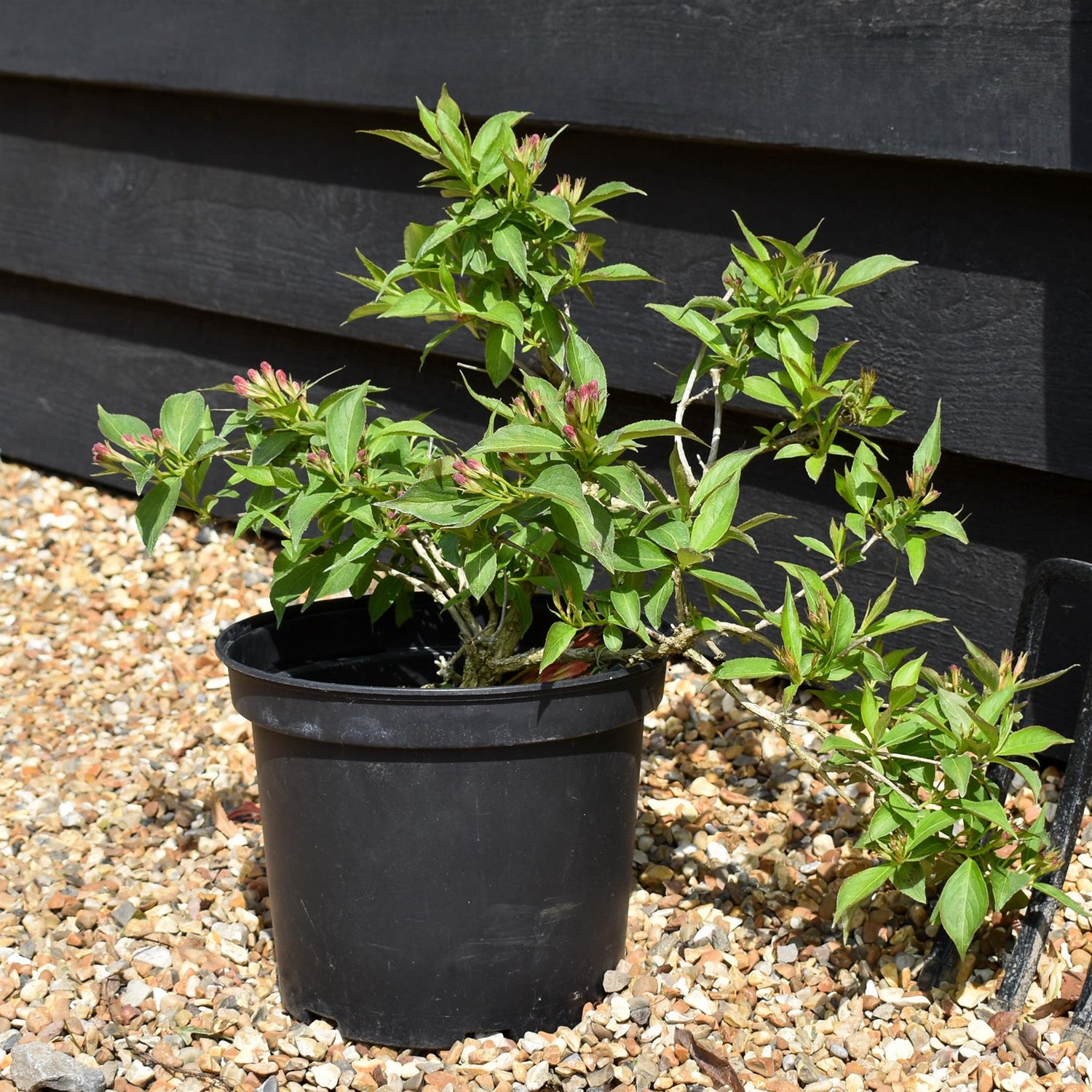 Weigela All Summer Peach - 90-110cm, 5lt