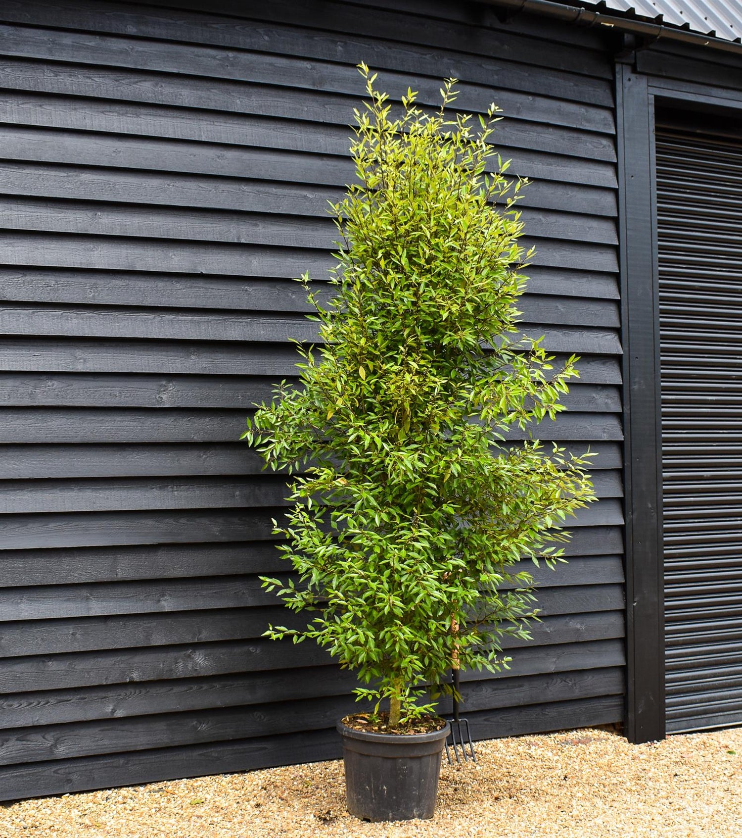 Hoheria sexstylosa Snow White - Bushy/Feathered - Well established - Girth 10-12cm Height 220-250cm - 50lt