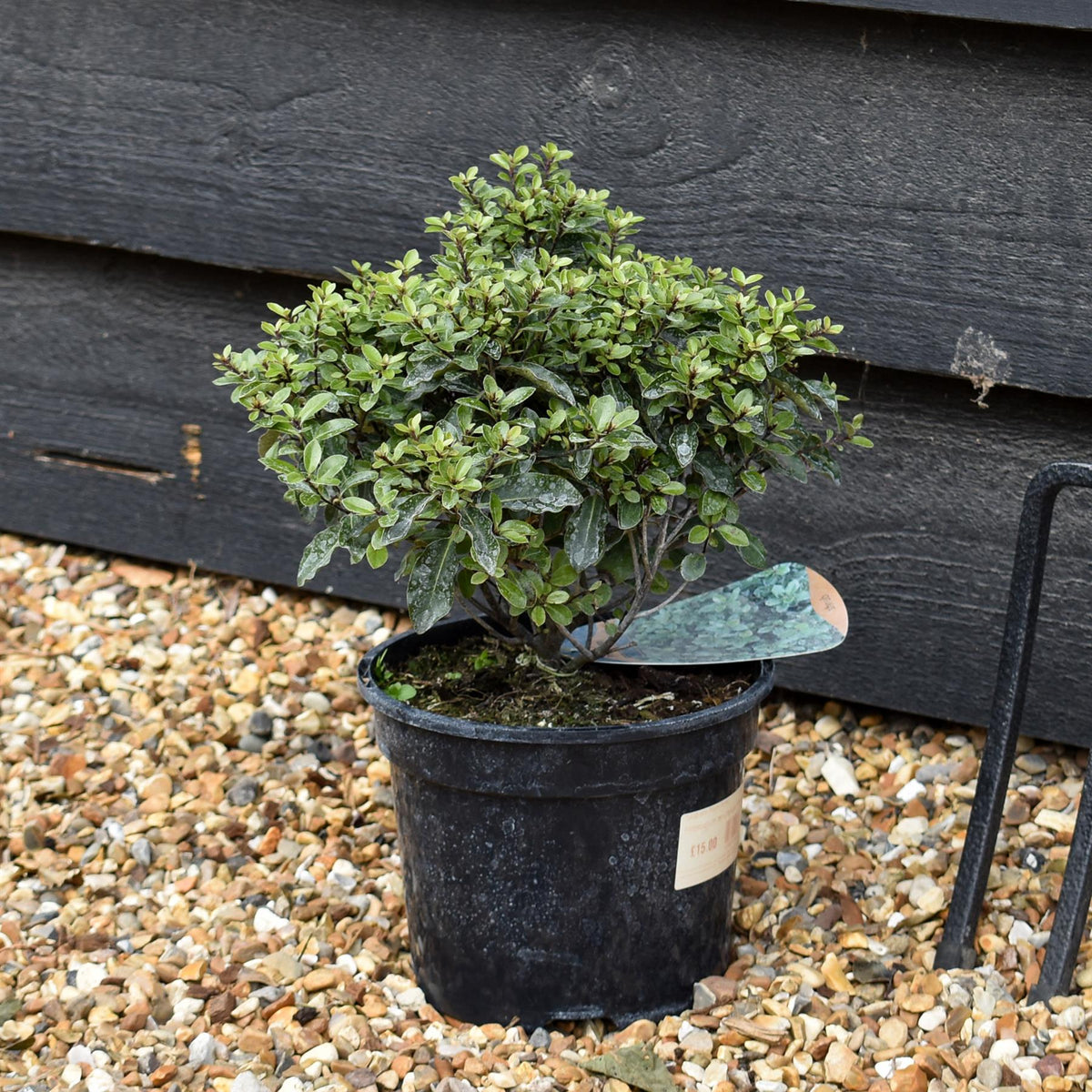 Pittosporum tenuifolium 'Pompom' - 60-80cm, 10lt