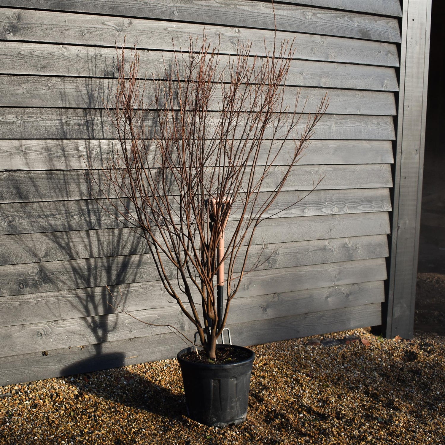 Amelanchier can. October Flame Multistem - Height 150-170cm - 25lt