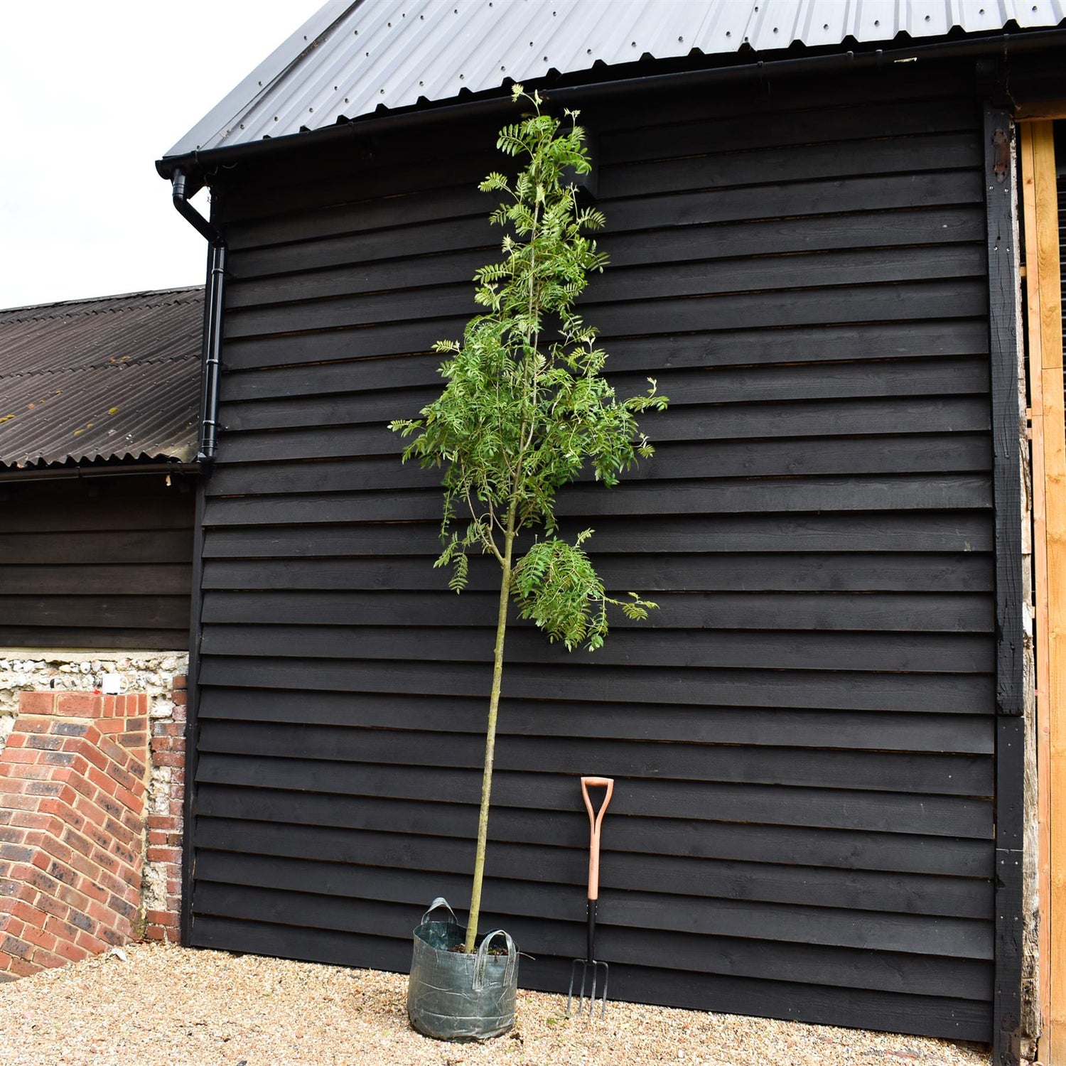 Sorbus aucuparia Asplenifolia - Clear Stem 140cm - Girth 10-12cm - Height 280-300cm - 45lt