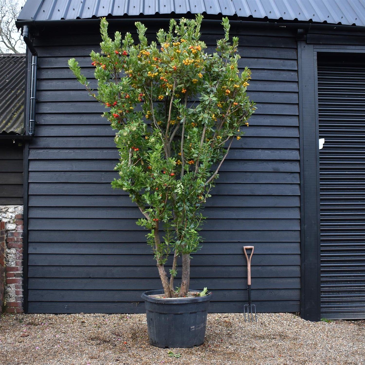 Arbutus Unedo | Strawberry Tree - Multistem - Height 310-320 - 180lt
