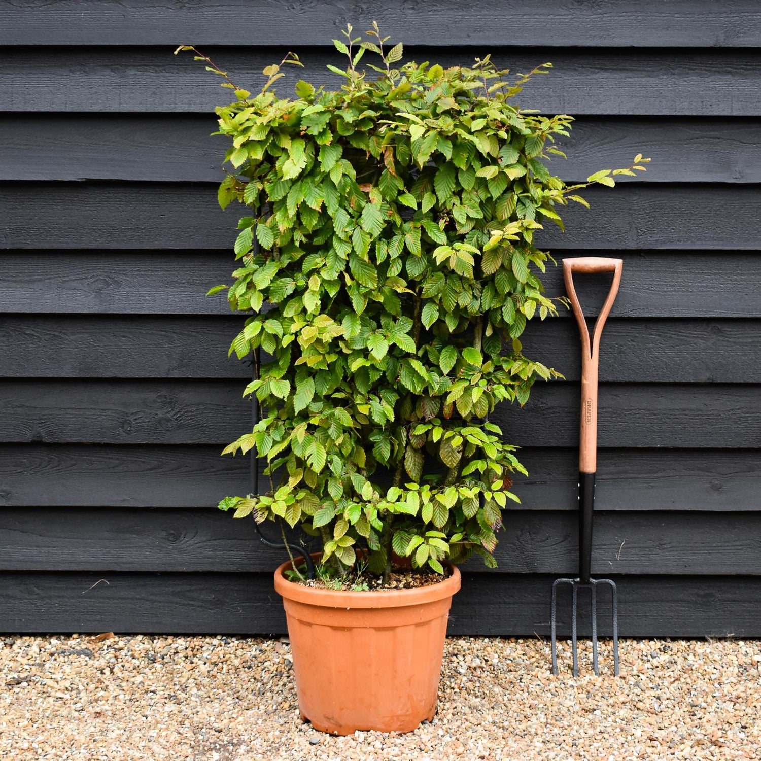 Carpinus betulus - Pleached/Espalier (85cm x 50cm Metal) - 30lt
