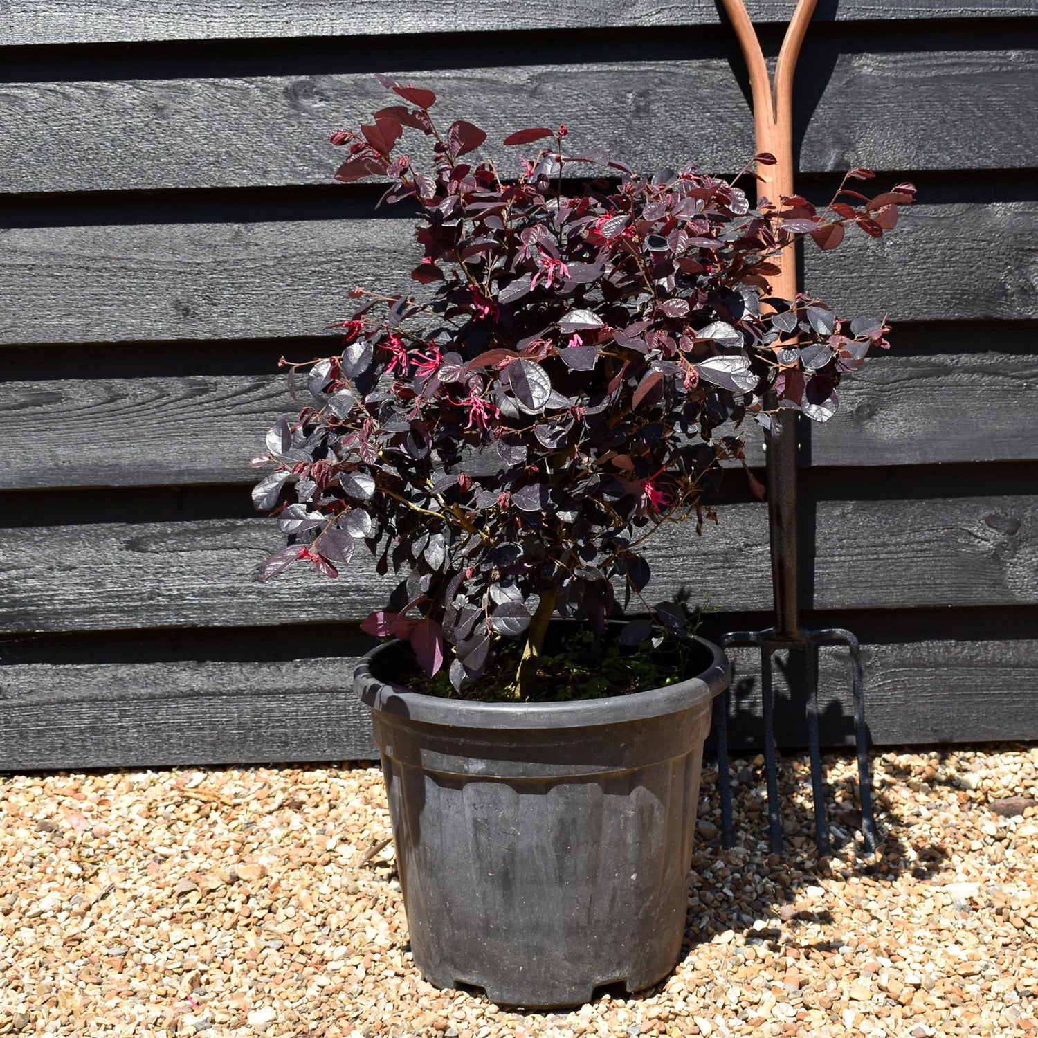 Chinese Fringe Flower | Loropetalum chinense 'Black Pearl' - Ball - Width 40cm Height 40cm -18lt